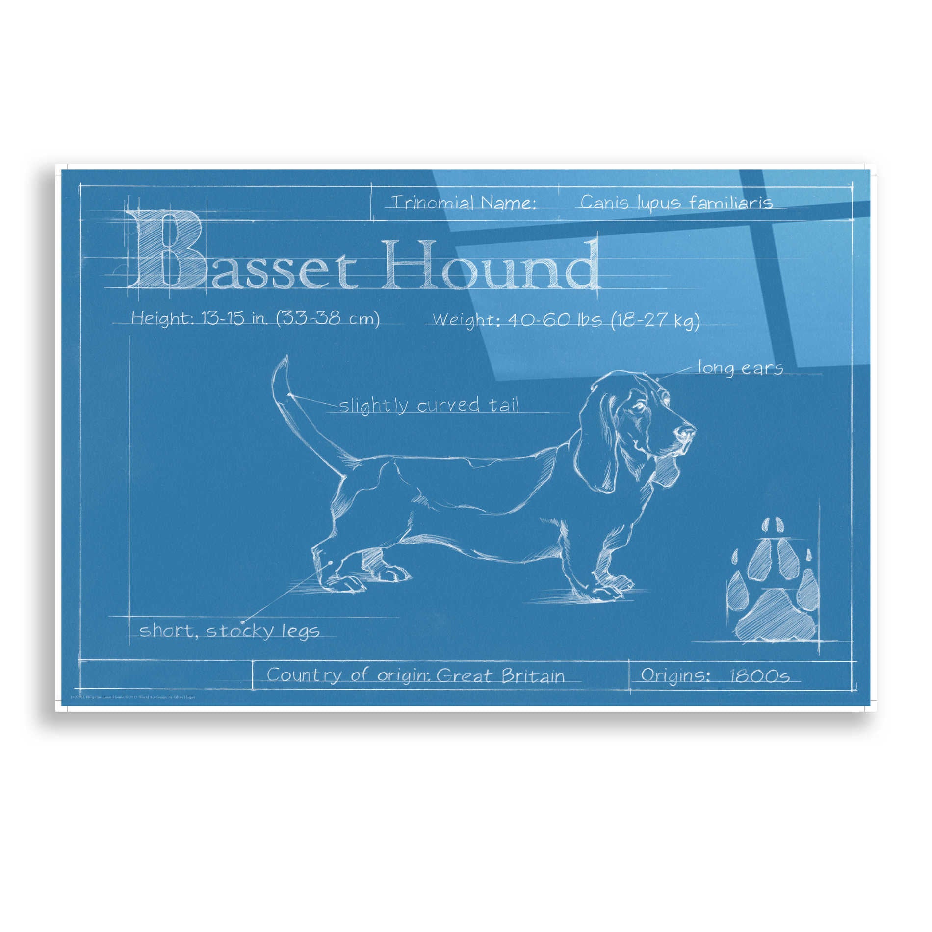Epic Art 'Blueprint Basset Hound' by Ethan Harper, Acrylic Glass Wall Art,24x16