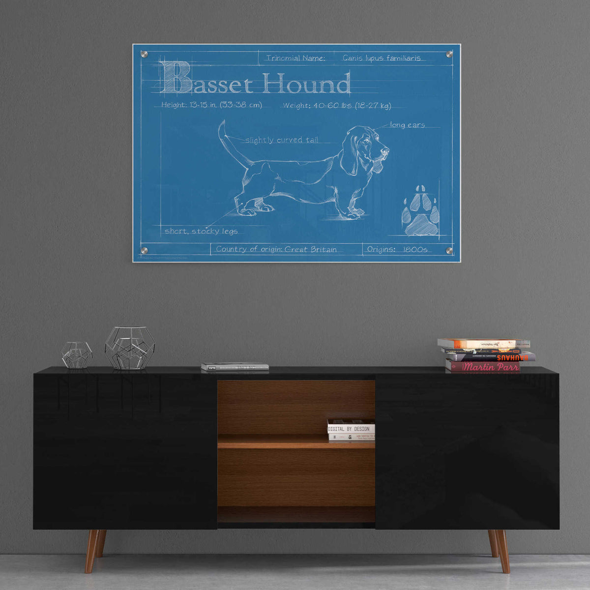 Epic Art 'Blueprint Basset Hound' by Ethan Harper, Acrylic Glass Wall Art,36x24