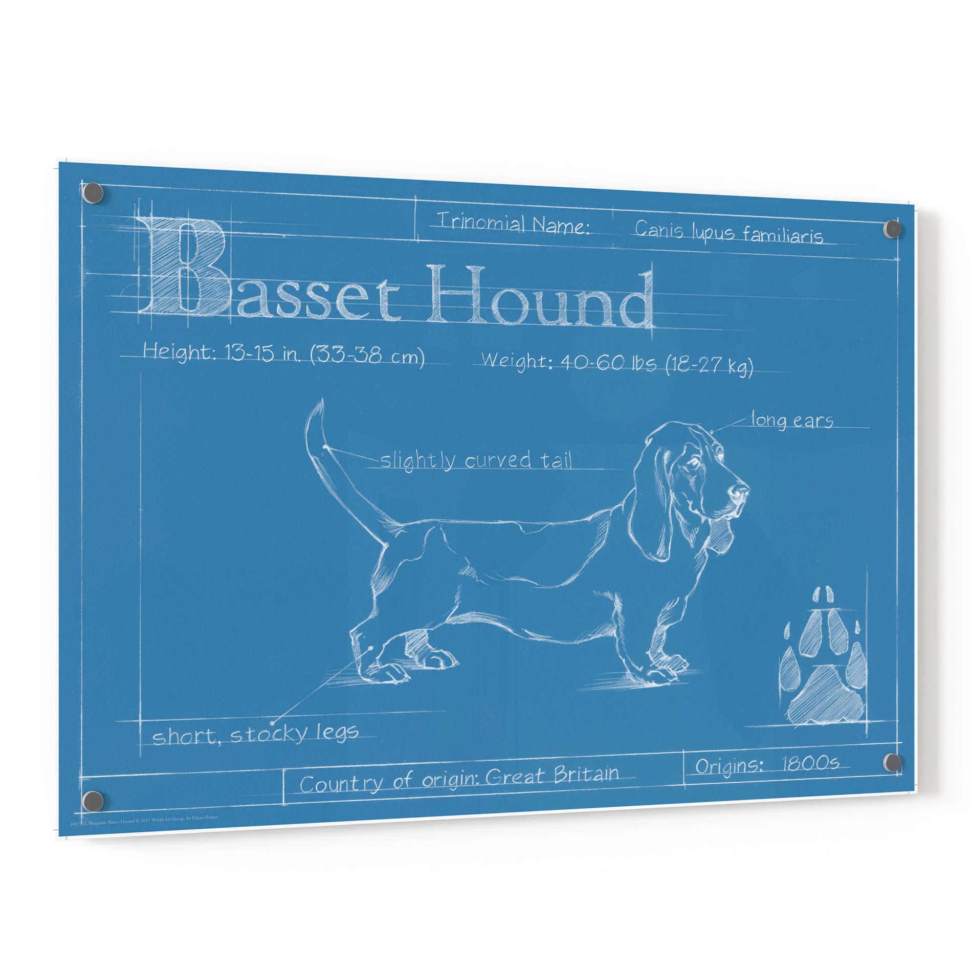 Epic Art 'Blueprint Basset Hound' by Ethan Harper, Acrylic Glass Wall Art,36x24