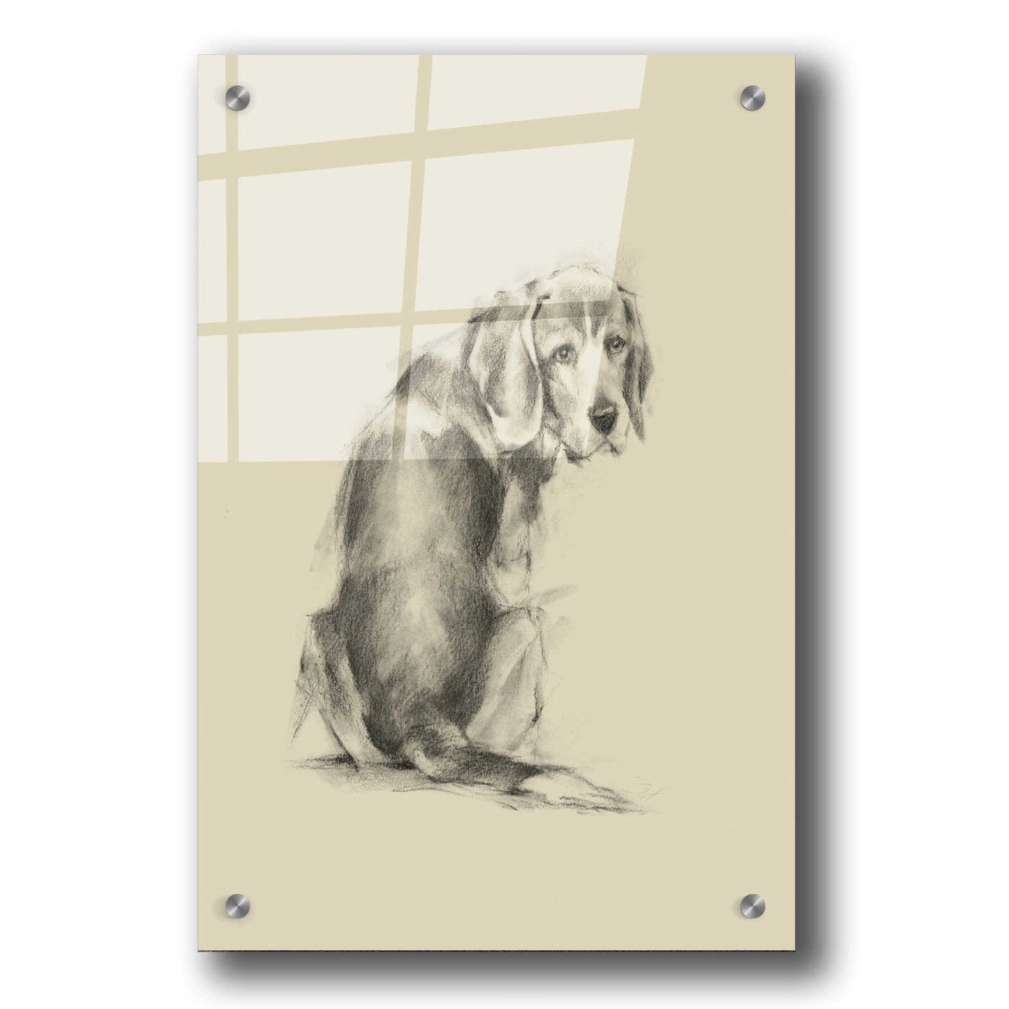 Epic Art 'Puppy Dog Eyes I' by Ethan Harper, Acrylic Glass Wall Art,24x36
