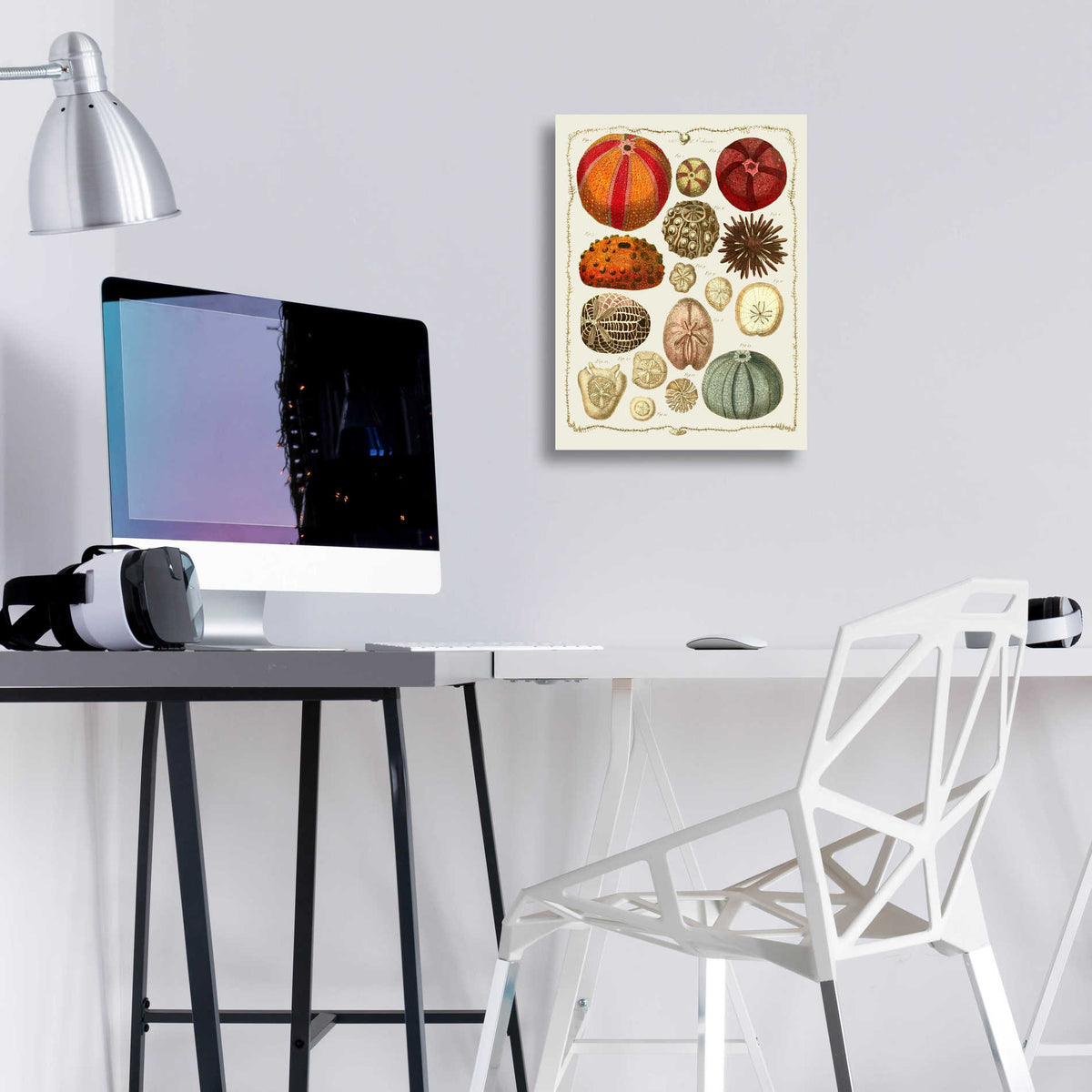Epic Art 'Starfish and Sea Urchins b' by Fab Funky, Acrylic Glass Wall Art,12x16