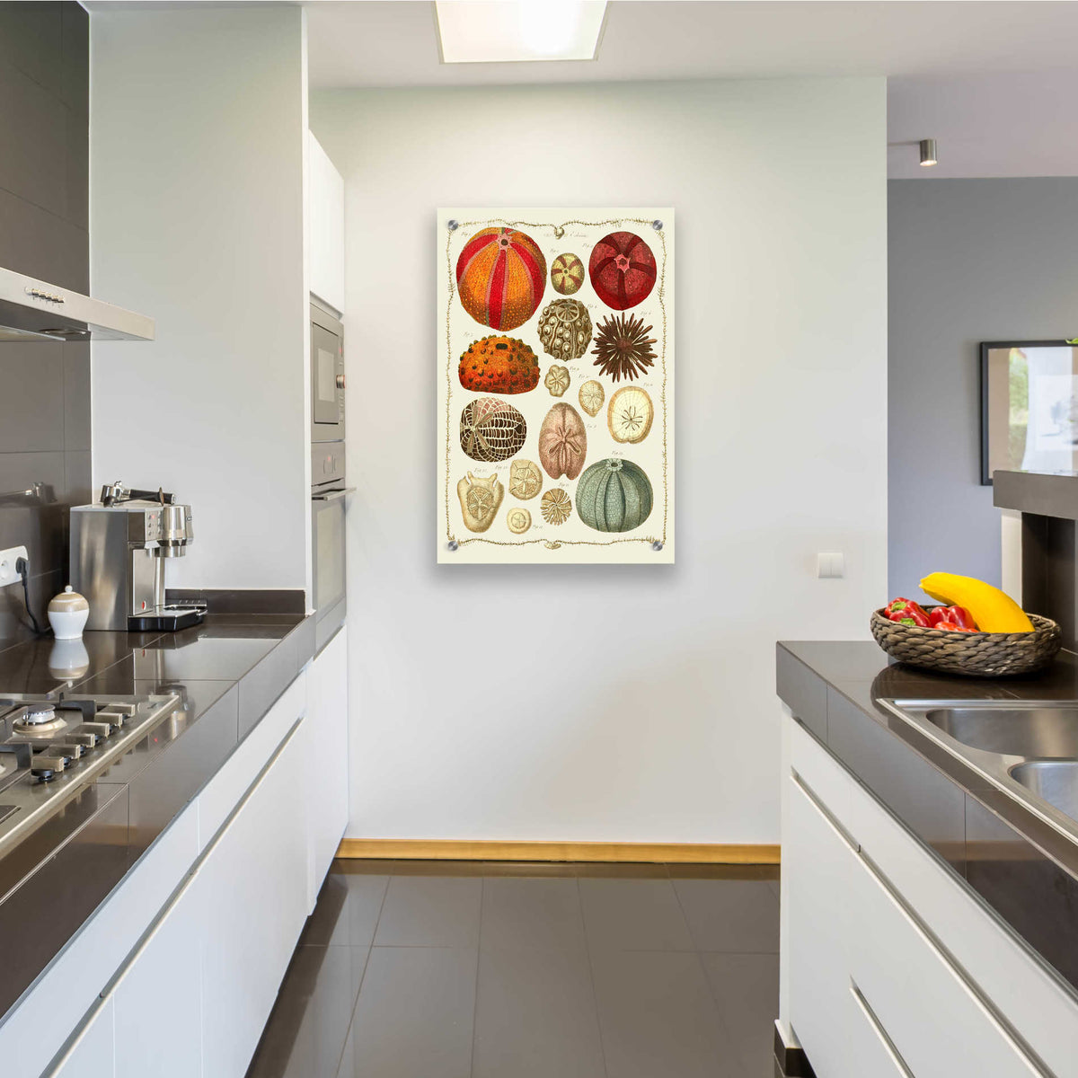 Epic Art 'Starfish and Sea Urchins b' by Fab Funky, Acrylic Glass Wall Art,24x36