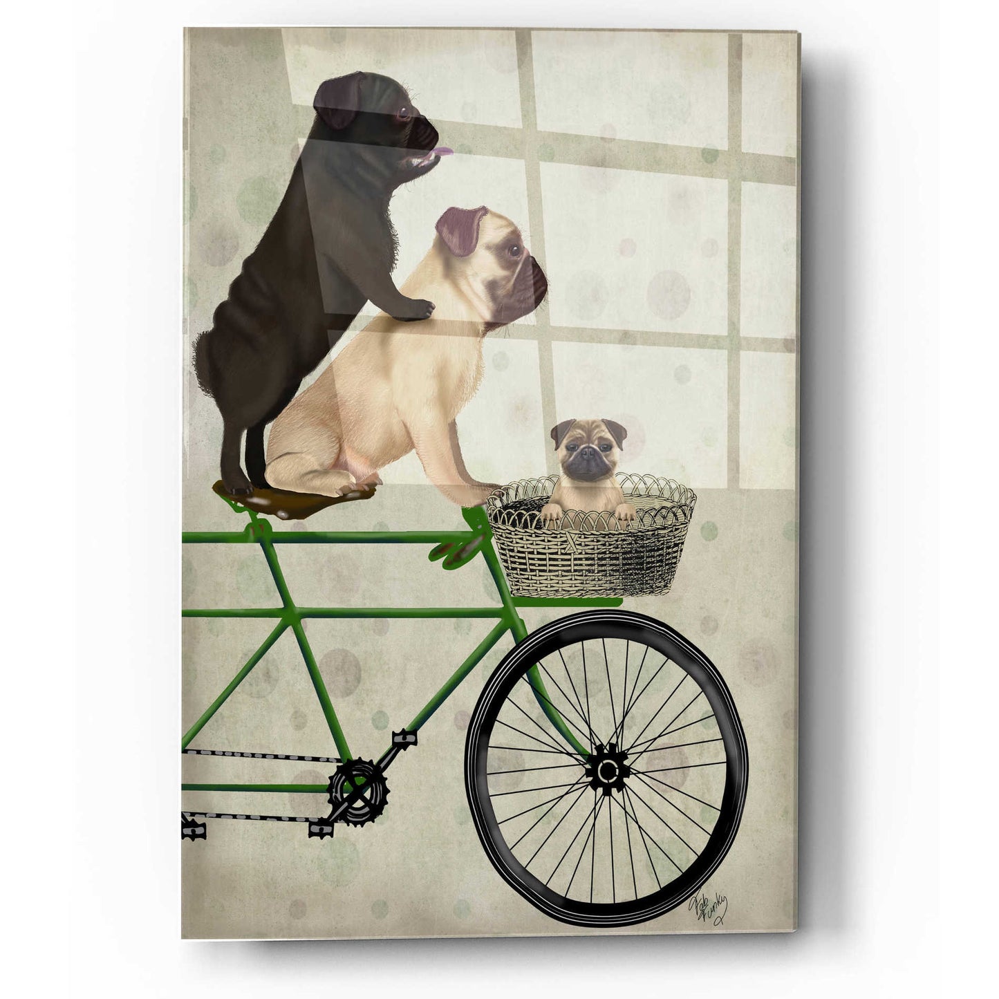Epic Art 'Pugs on Bicycle' by Fab Funky, Acrylic Glass Wall Art,12x16