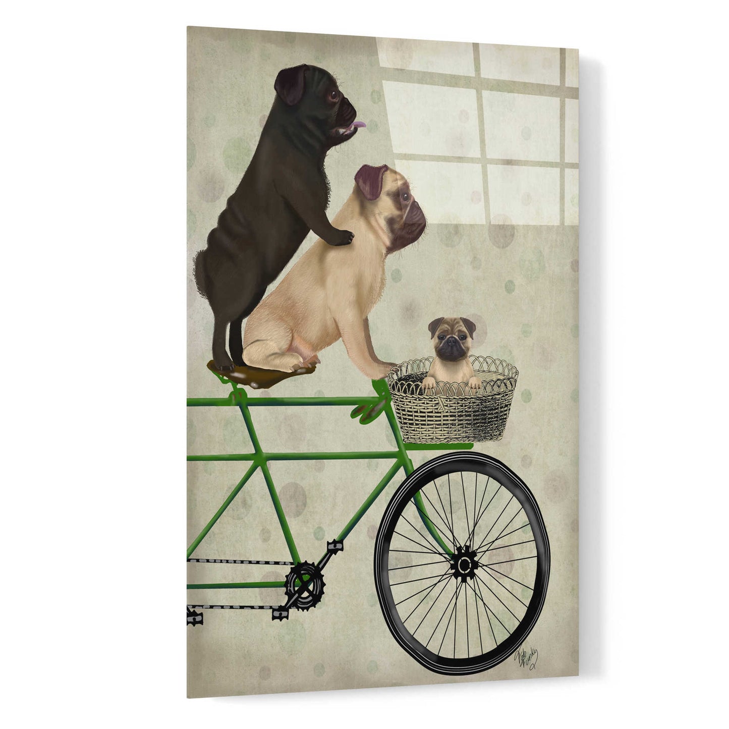 Epic Art 'Pugs on Bicycle' by Fab Funky, Acrylic Glass Wall Art,16x24