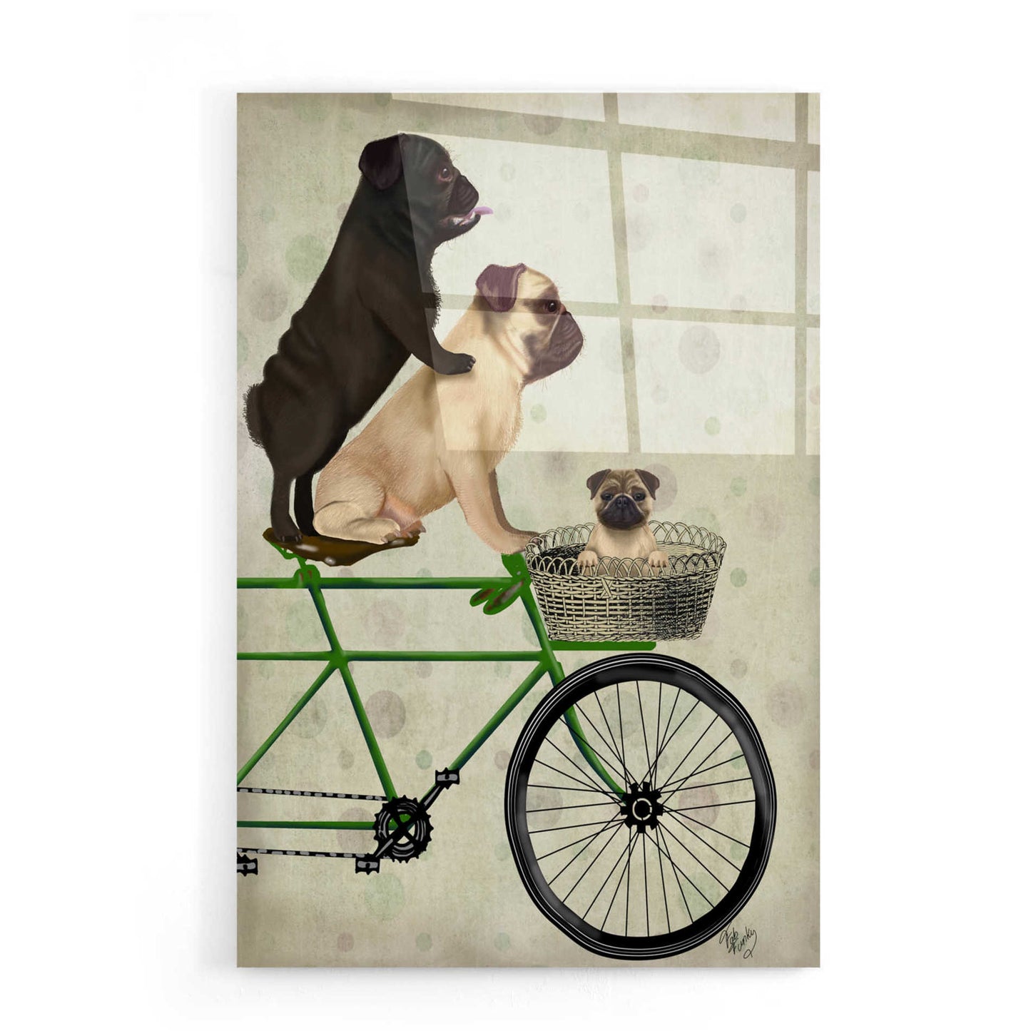 Epic Art 'Pugs on Bicycle' by Fab Funky, Acrylic Glass Wall Art,16x24