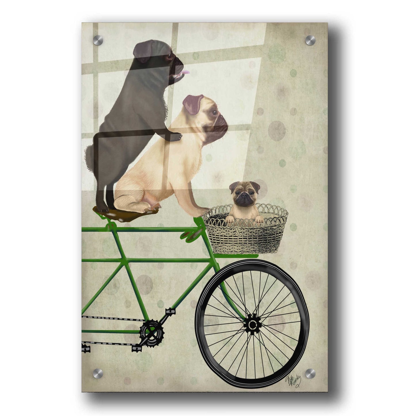 Epic Art 'Pugs on Bicycle' by Fab Funky, Acrylic Glass Wall Art,24x36