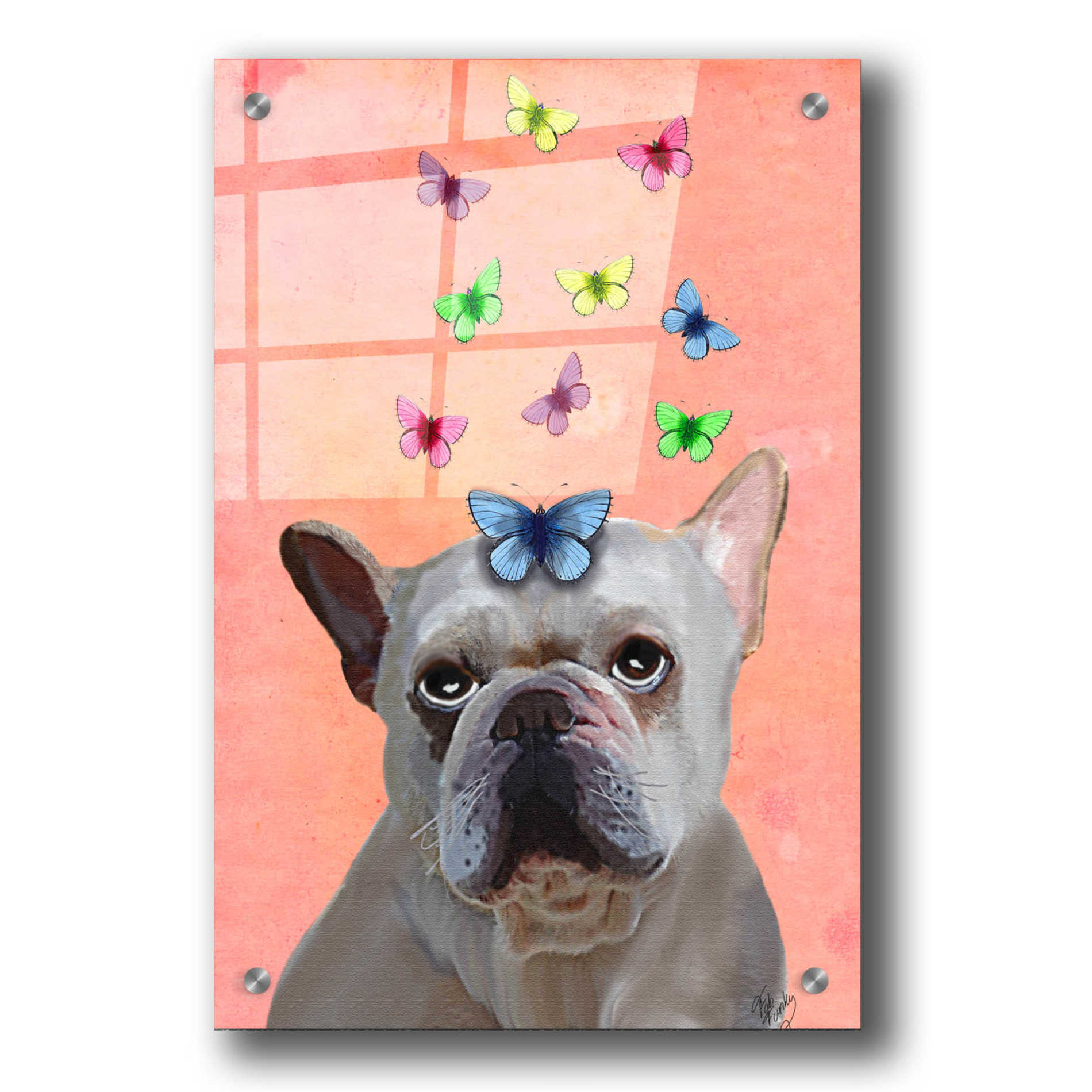 Epic Art 'White French Bulldog and Butterflies' by Fab Funky, Acrylic Glass Wall Art,24x36