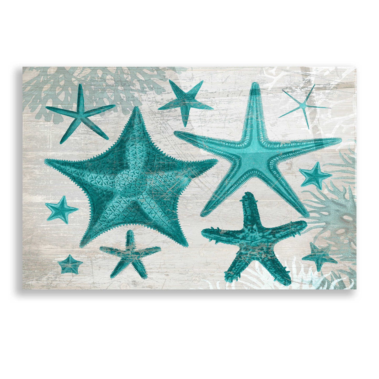 Epic Art 'Green Starfish Collection' by Fab Funky, Acrylic Glass Wall Art,24x16