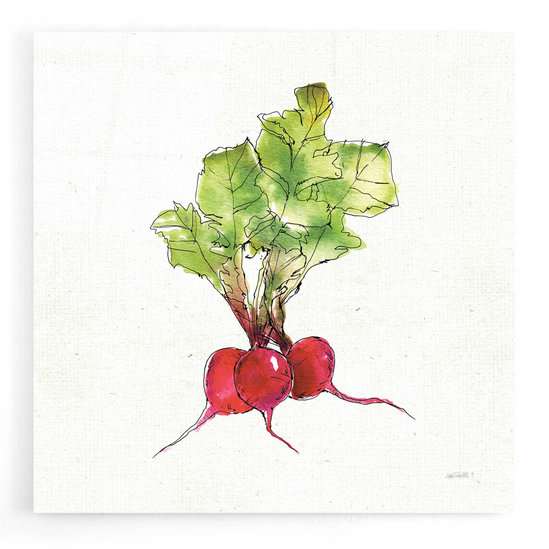 Epic Art 'Veggie Market II Radish' by Ann Tavoletti, Acrylic Glass Wall Art,12x12