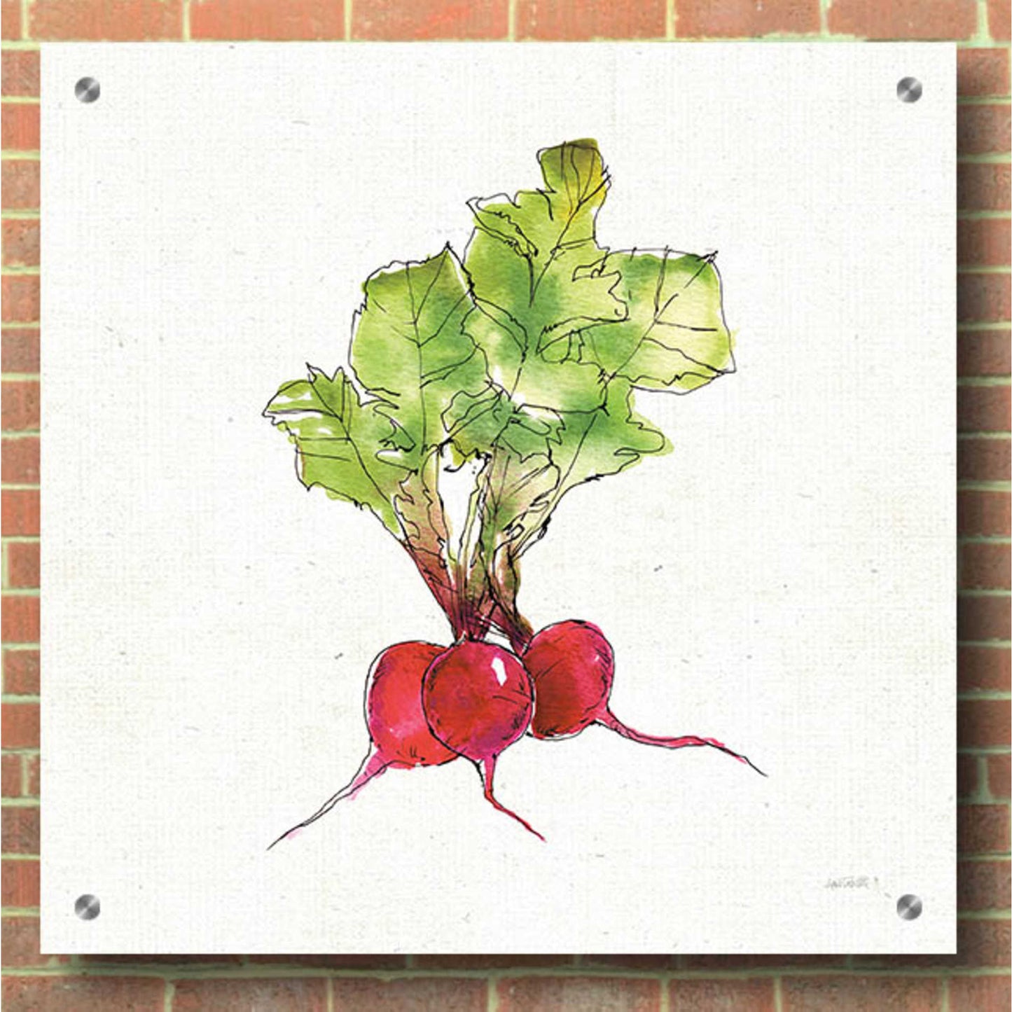 Epic Art 'Veggie Market II Radish' by Ann Tavoletti, Acrylic Glass Wall Art,36x36