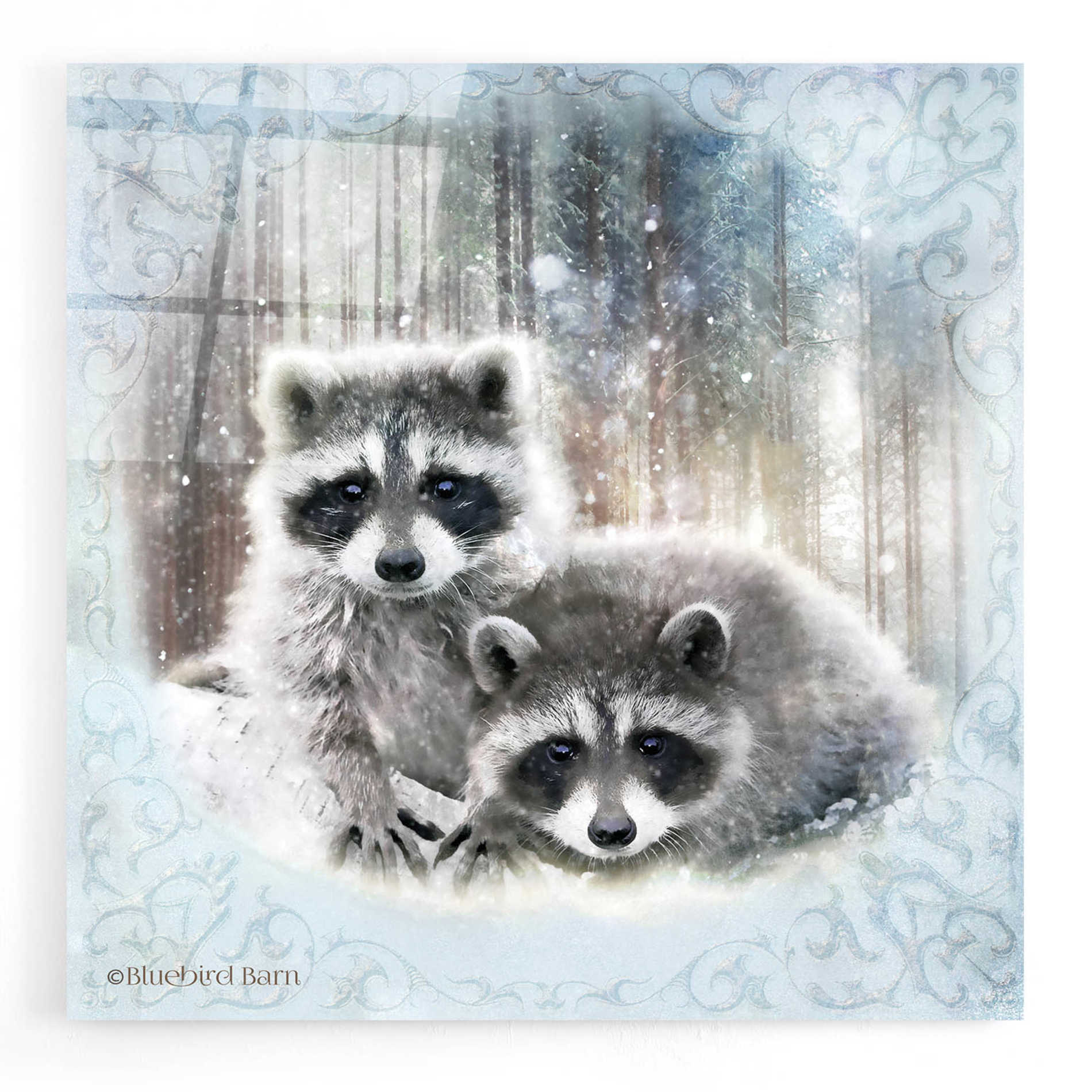 Epic Art 'Enchanted Winter Raccoons' by Bluebird Barn, Acrylic Glass Wall Art,12x12