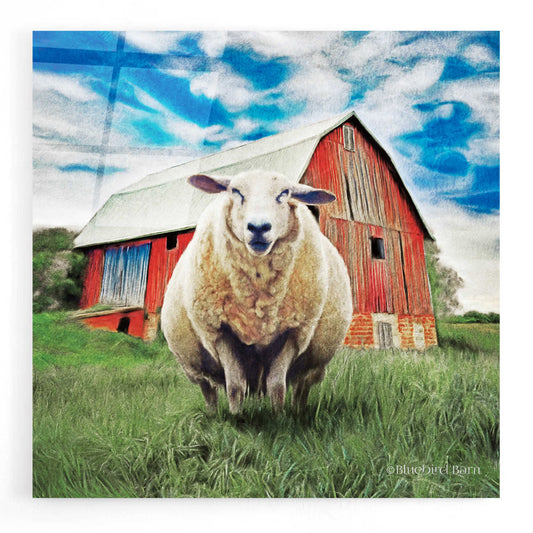 Epic Art 'Sunday Afternoon Sheep Pose' by Bluebird Barn, Acrylic Glass Wall Art