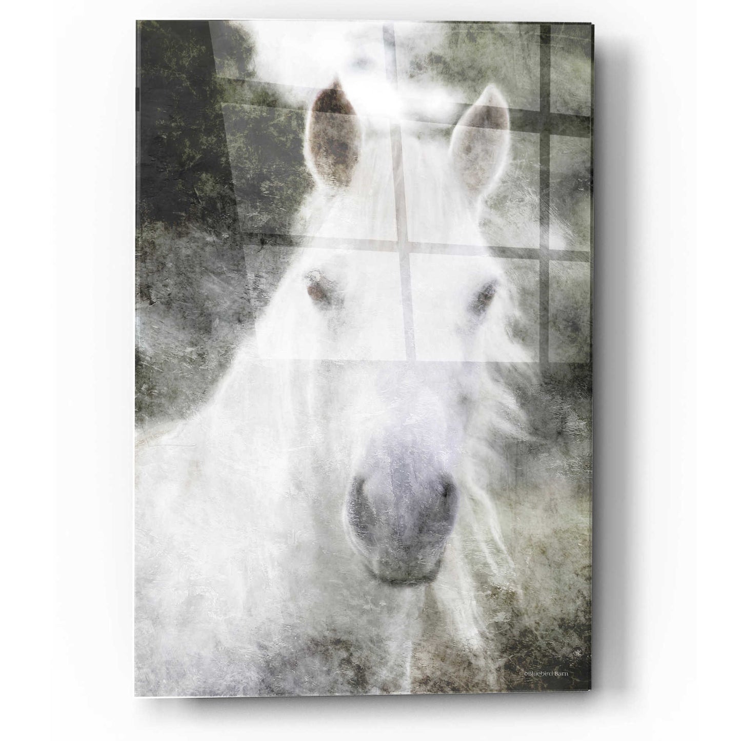 Epic Art 'White Horse Mystique' by Bluebird Barn, Acrylic Glass Wall Art,12x16