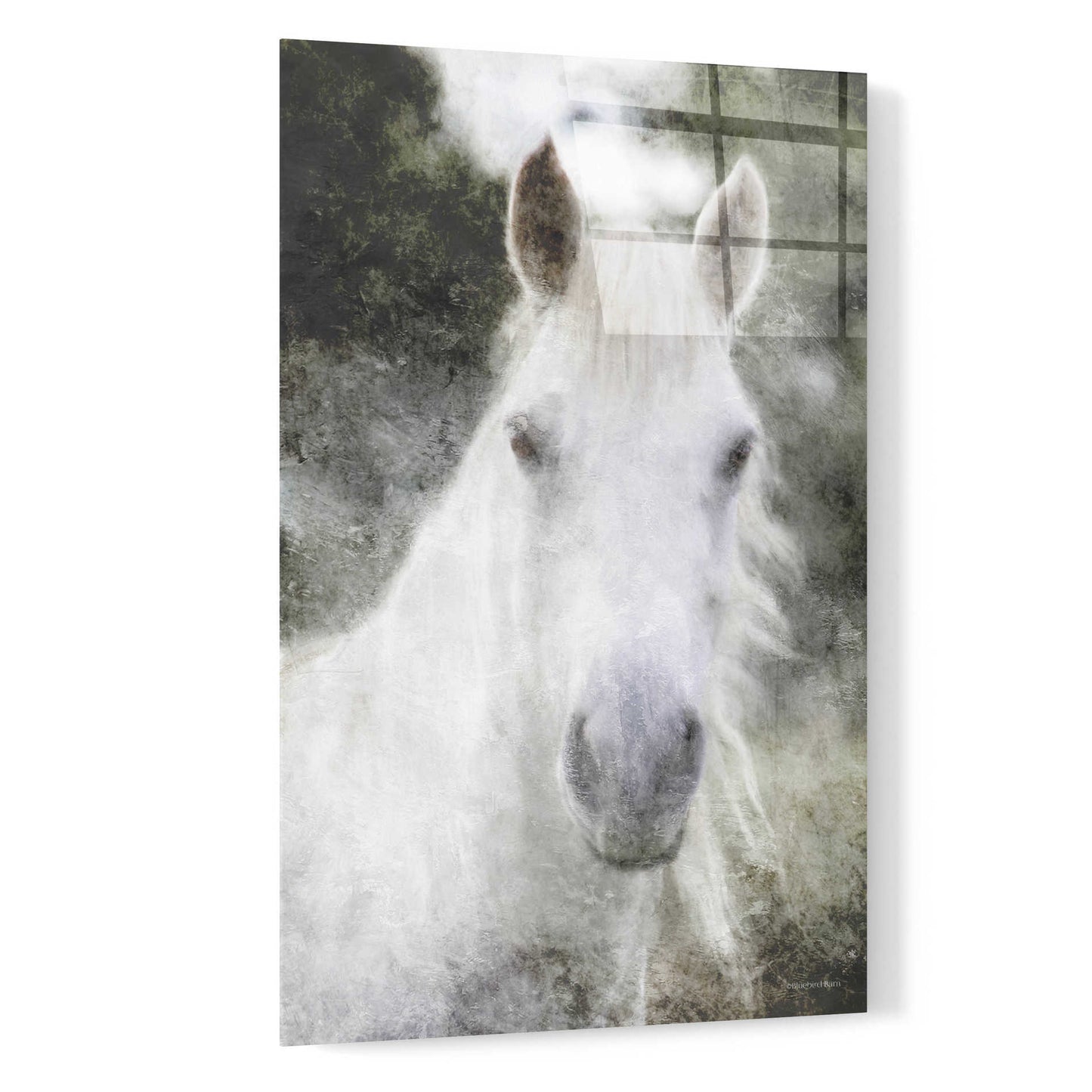 Epic Art 'White Horse Mystique' by Bluebird Barn, Acrylic Glass Wall Art,16x24