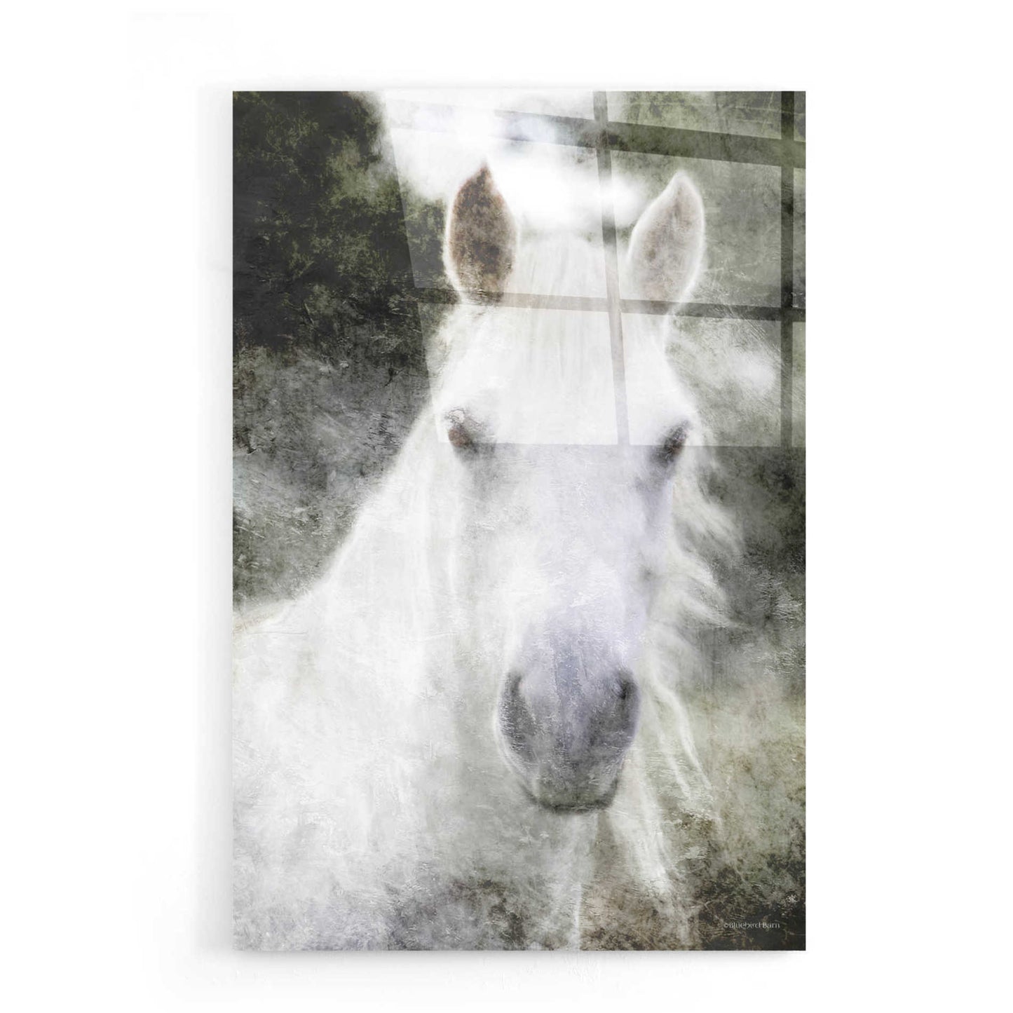 Epic Art 'White Horse Mystique' by Bluebird Barn, Acrylic Glass Wall Art,16x24