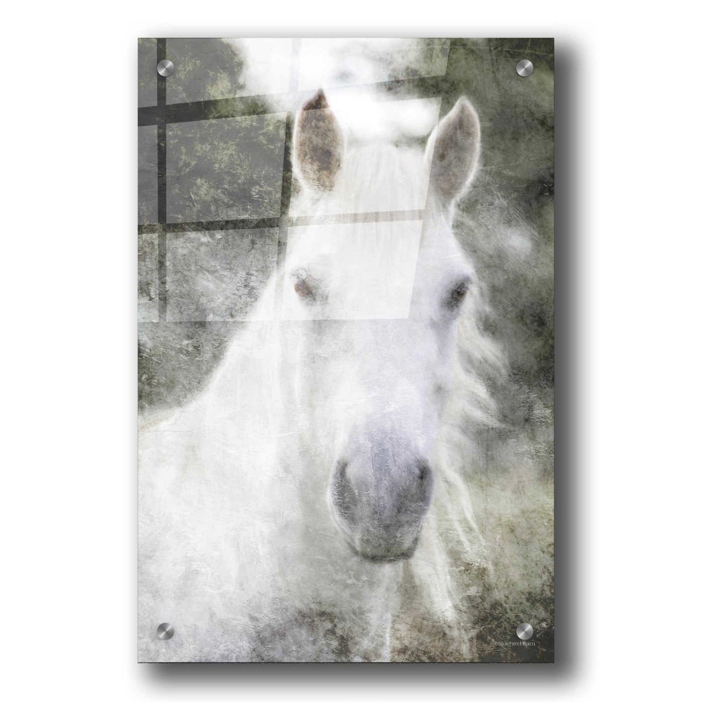 Epic Art 'White Horse Mystique' by Bluebird Barn, Acrylic Glass Wall Art,24x36