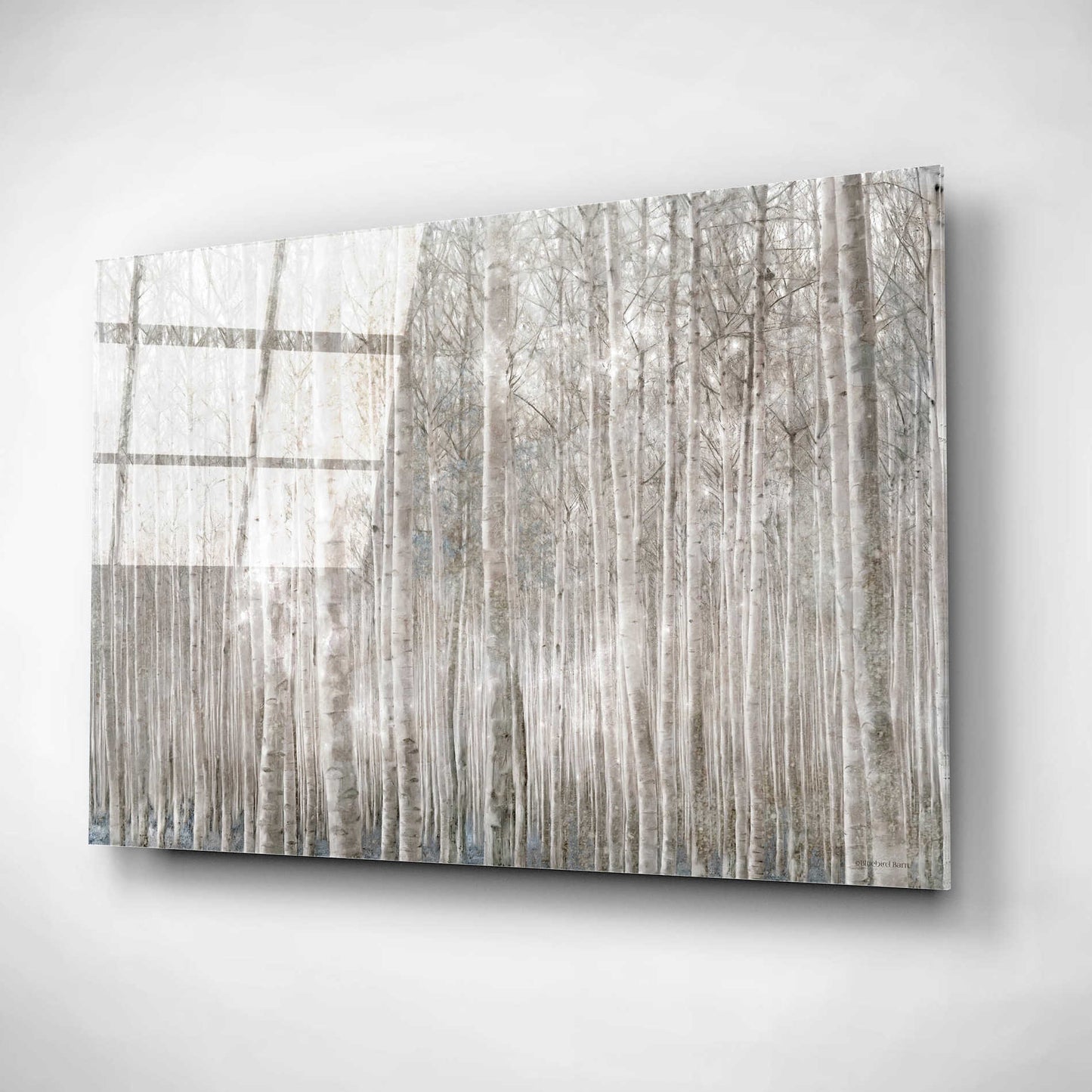 Epic Art 'Birch Trees' by Bluebird Barn, Acrylic Glass Wall Art,16x12