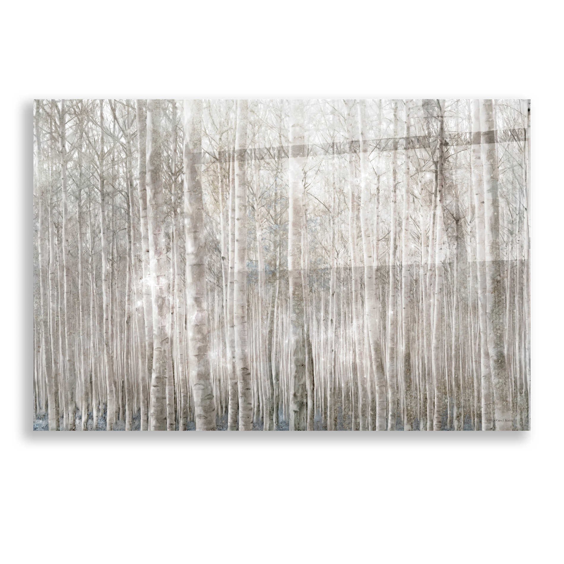 Epic Art 'Birch Trees' by Bluebird Barn, Acrylic Glass Wall Art,16x12