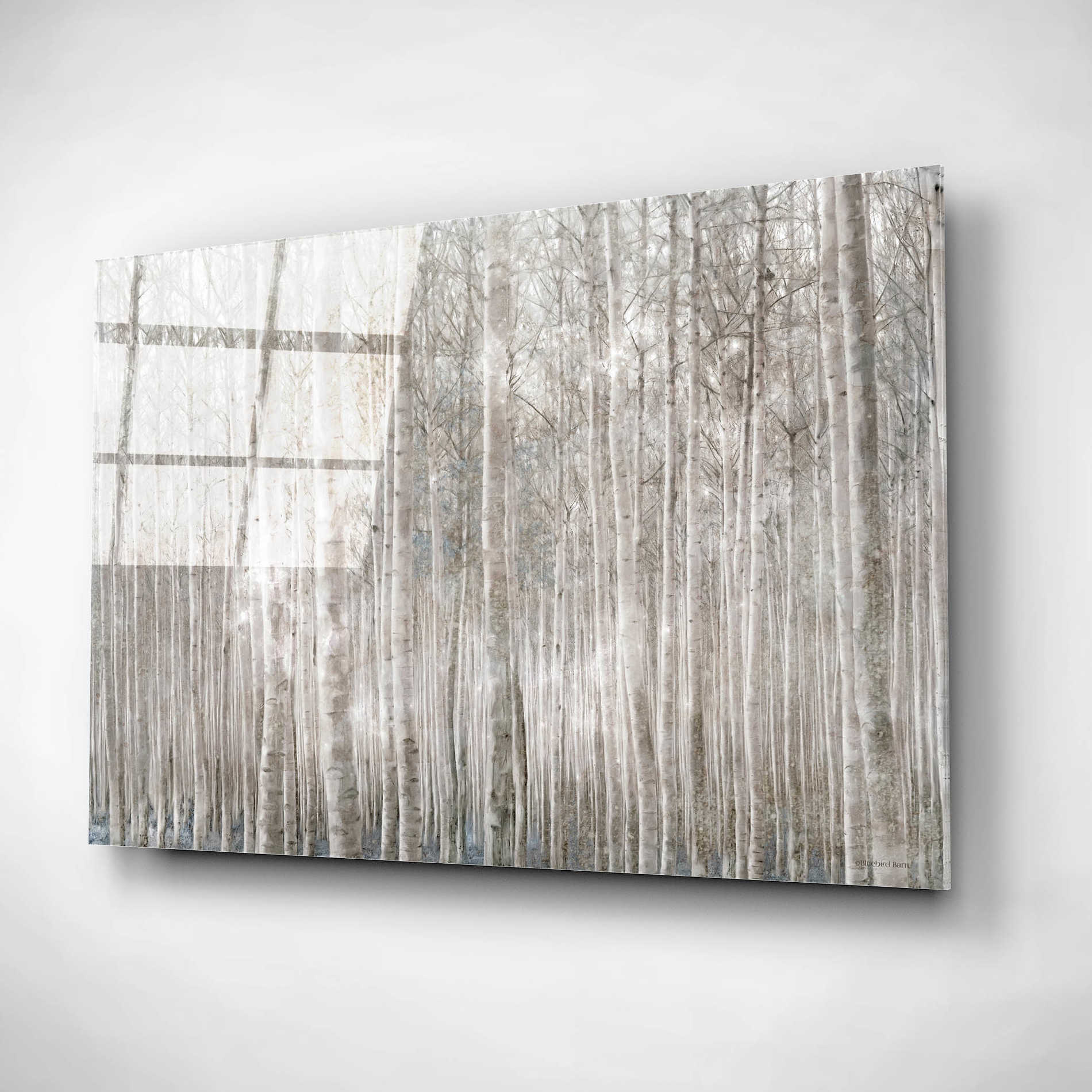 Epic Art 'Birch Trees' by Bluebird Barn, Acrylic Glass Wall Art,24x16