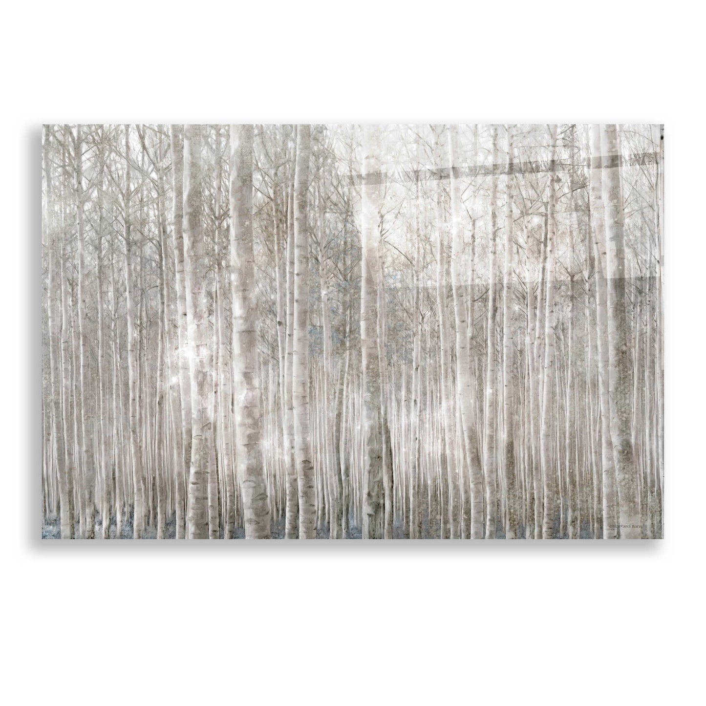 Epic Art 'Birch Trees' by Bluebird Barn, Acrylic Glass Wall Art,24x16