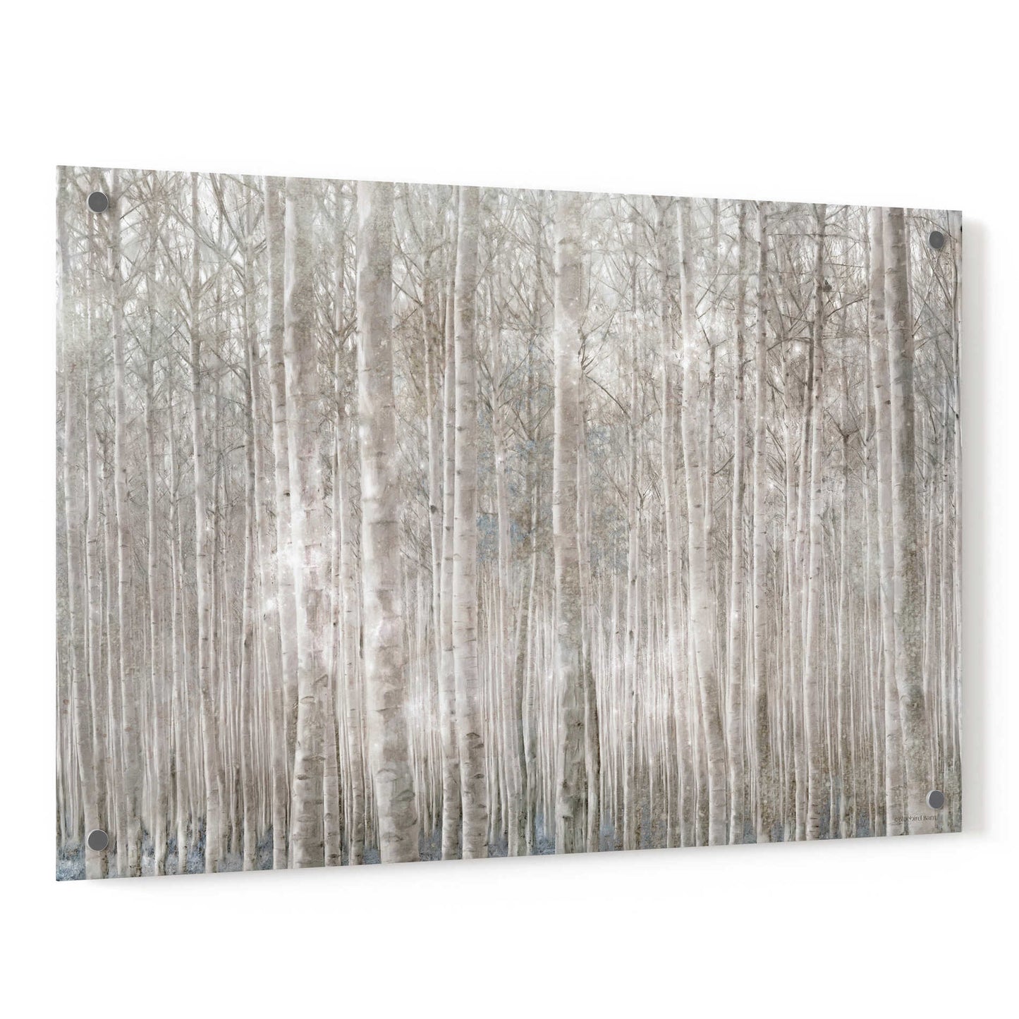 Epic Art 'Birch Trees' by Bluebird Barn, Acrylic Glass Wall Art,36x24