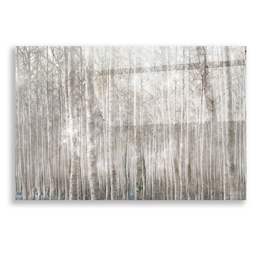 Epic Art 'Birch Trees' by Bluebird Barn, Acrylic Glass Wall Art