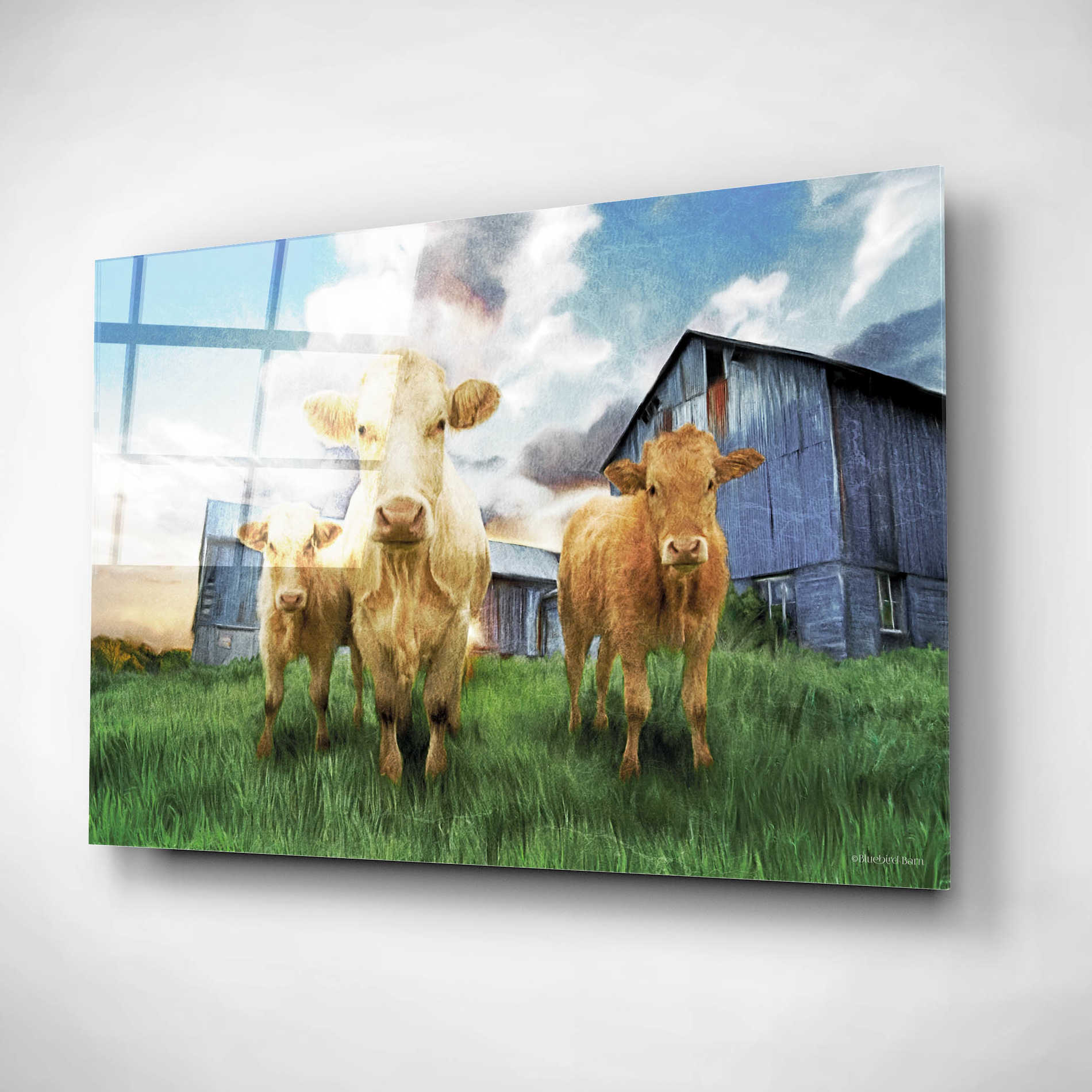 Epic Art 'Three Curious Calves' by Bluebird Barn, Acrylic Glass Wall Art,16x12