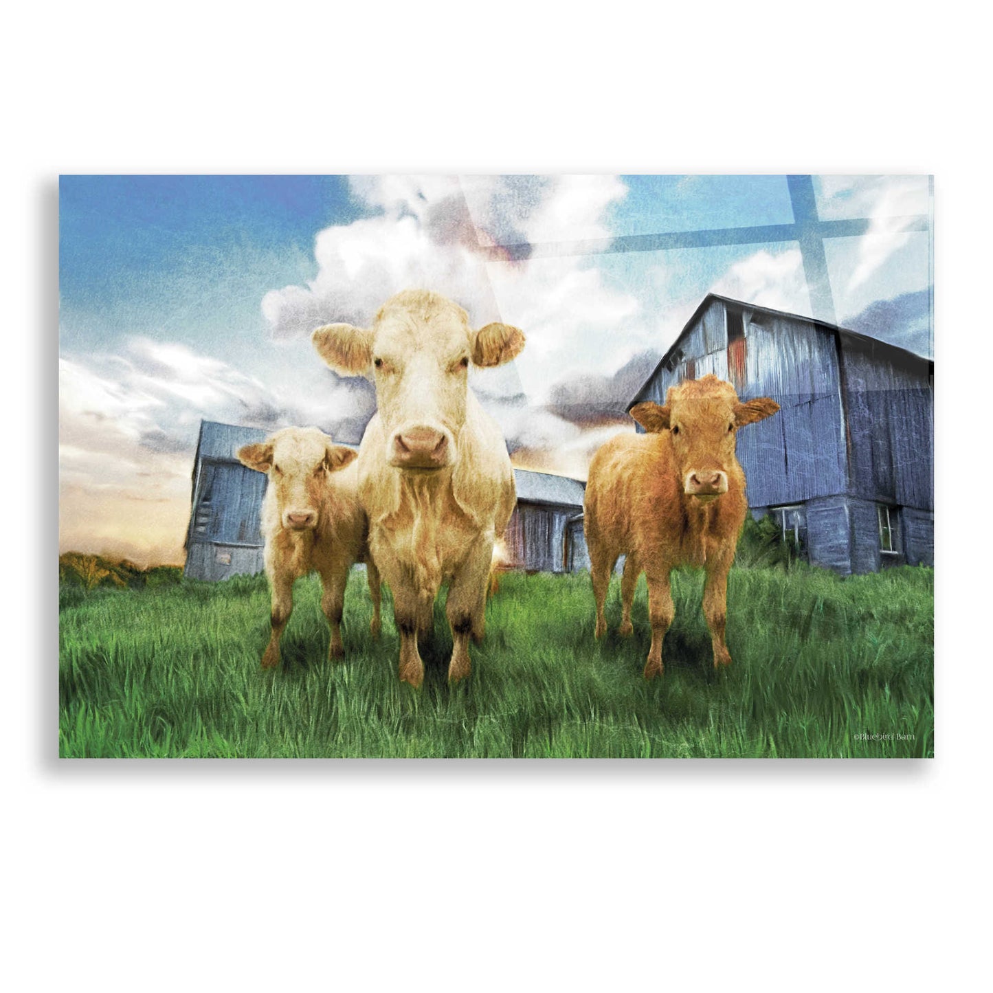 Epic Art 'Three Curious Calves' by Bluebird Barn, Acrylic Glass Wall Art,24x16