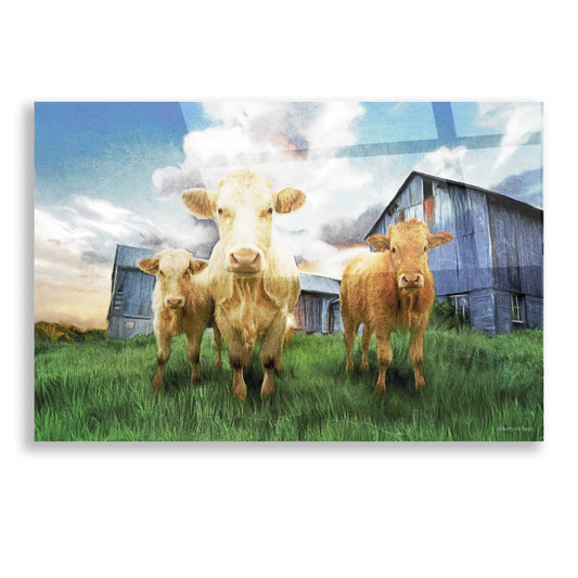 Epic Art 'Three Curious Calves' by Bluebird Barn, Acrylic Glass Wall Art