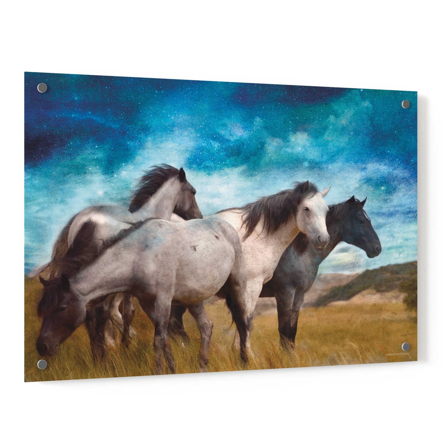 Epic Art 'Starry Night Horse Herd' by Bluebird Barn, Acrylic Glass Wall Art,36x24