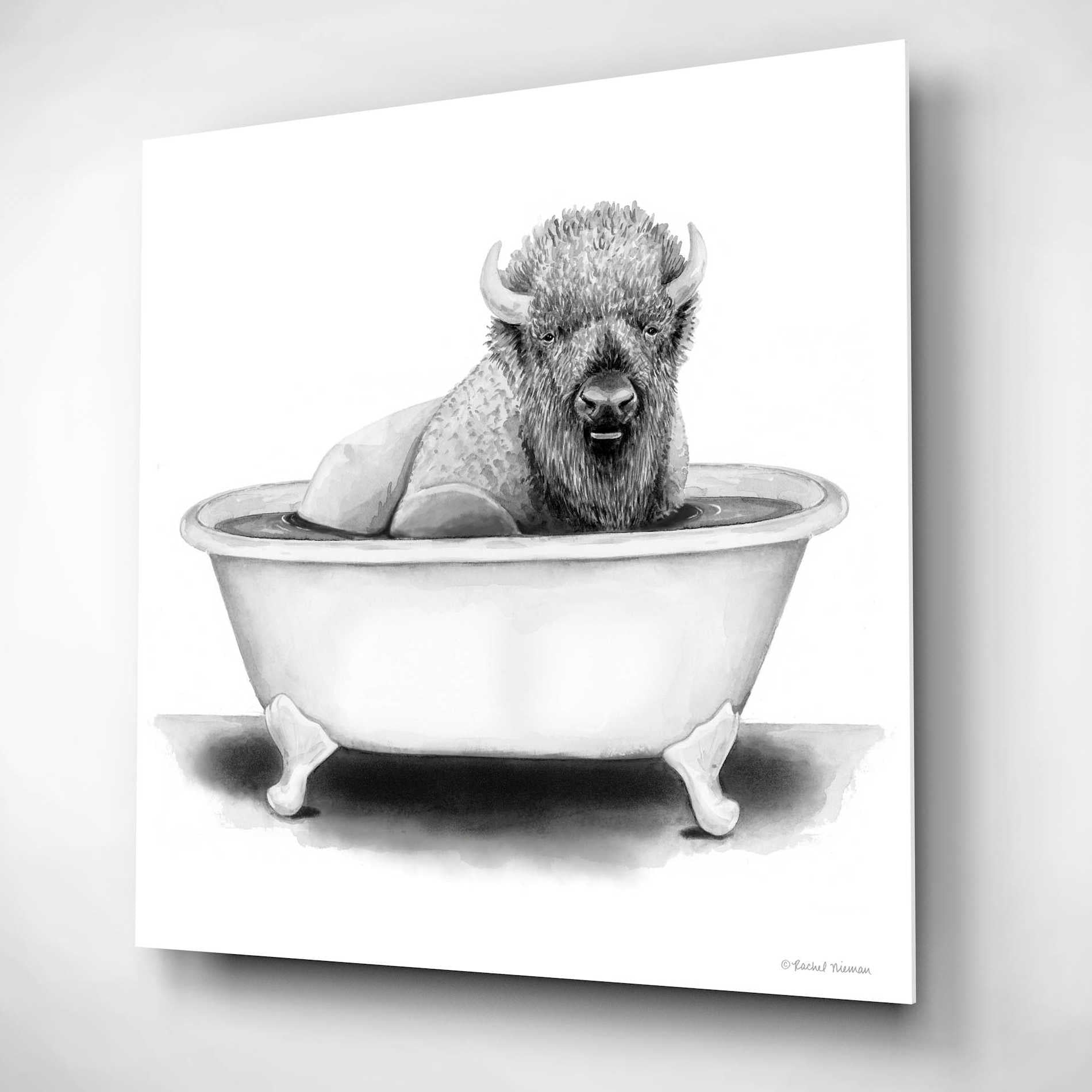 Epic Art 'Bison in Tub' by Rachel Nieman, Acrylic Glass Wall Art,12x12