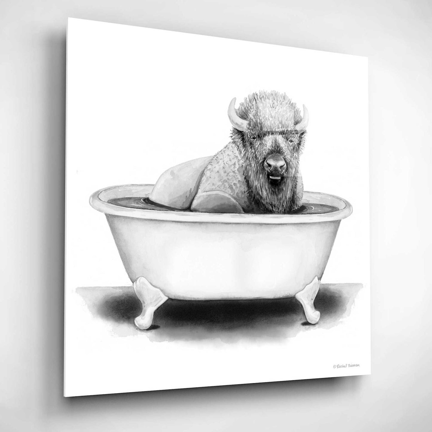 Epic Art 'Bison in Tub' by Rachel Nieman, Acrylic Glass Wall Art,12x12