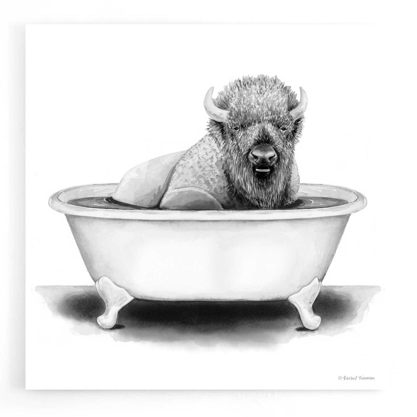 Epic Art 'Bison in Tub' by Rachel Nieman, Acrylic Glass Wall Art,12x12