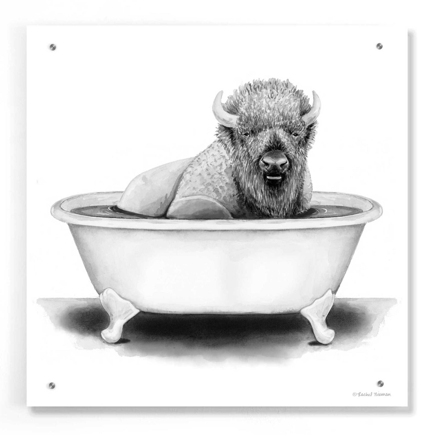 Epic Art 'Bison in Tub' by Rachel Nieman, Acrylic Glass Wall Art,24x24