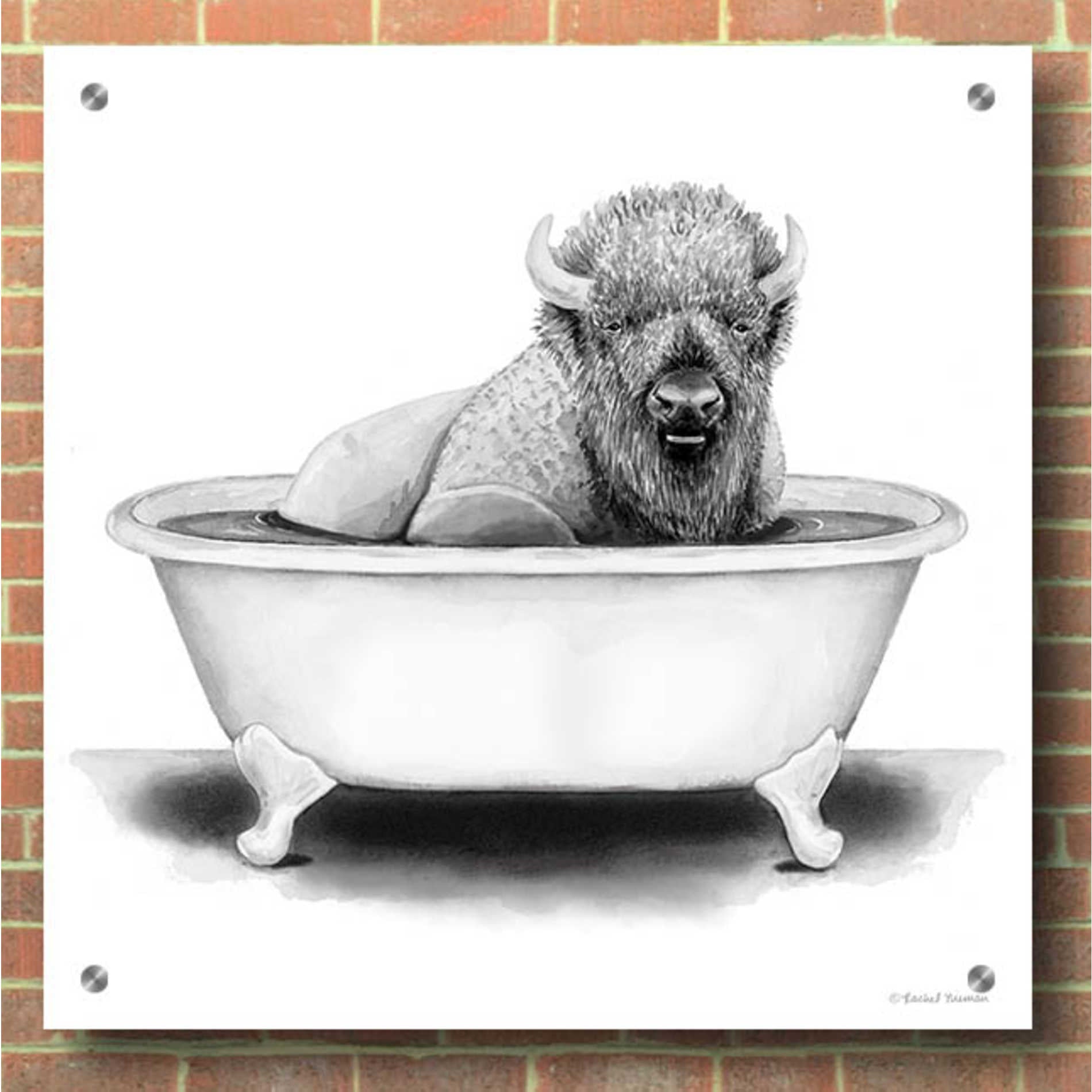 Epic Art 'Bison in Tub' by Rachel Nieman, Acrylic Glass Wall Art,36x36