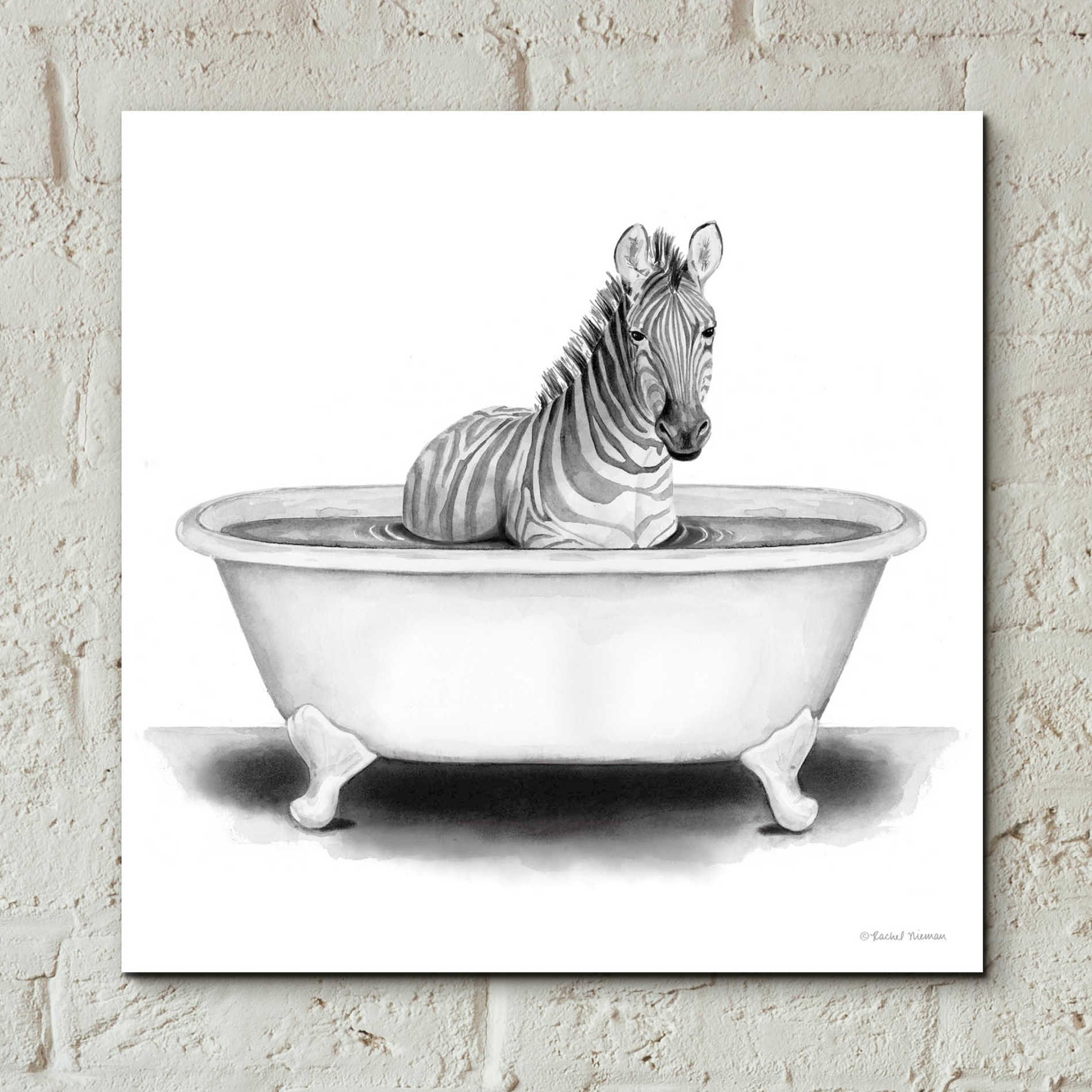 Epic Art 'Zebra in Tub' by Rachel Nieman, Acrylic Glass Wall Art,12x12