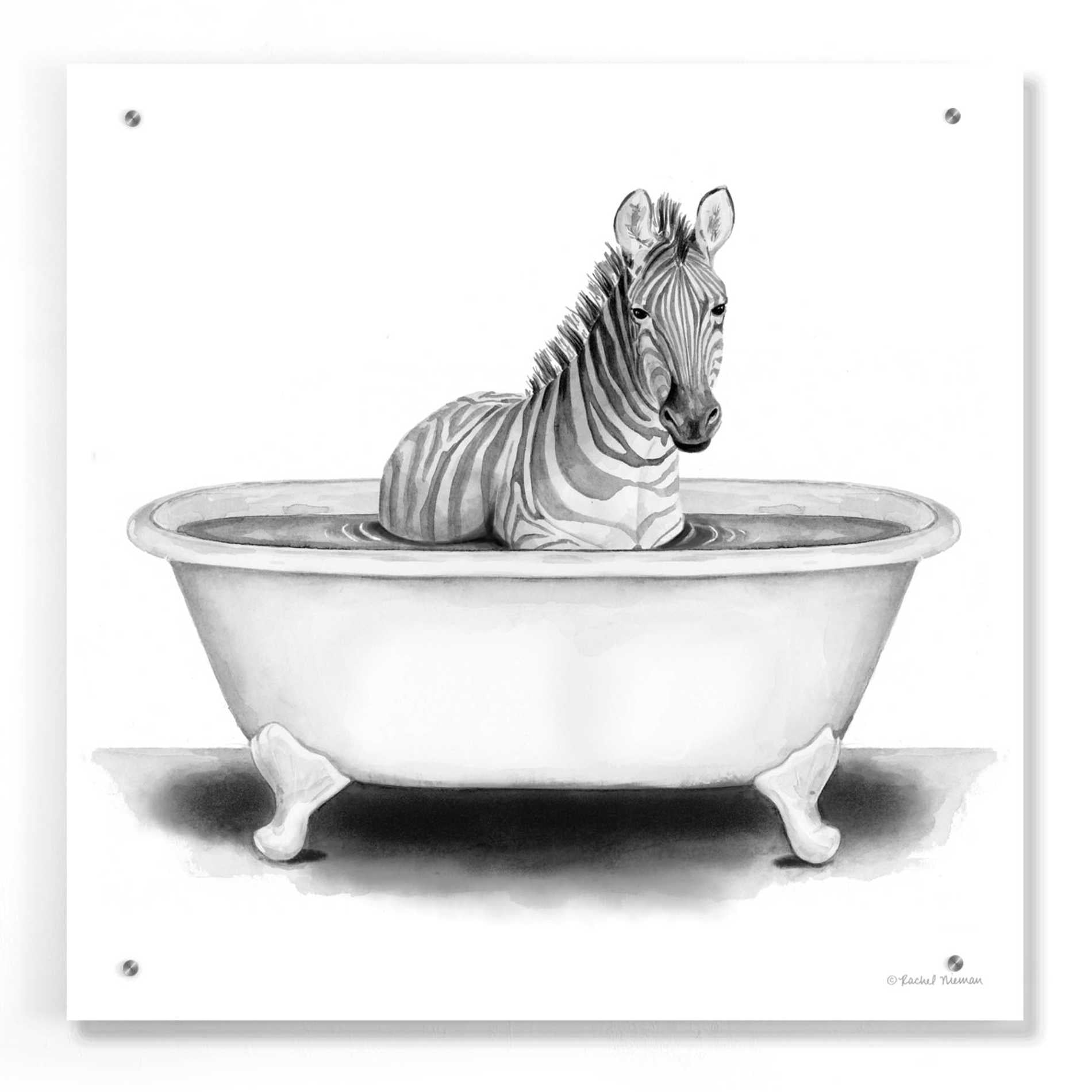Epic Art 'Zebra in Tub' by Rachel Nieman, Acrylic Glass Wall Art,24x24
