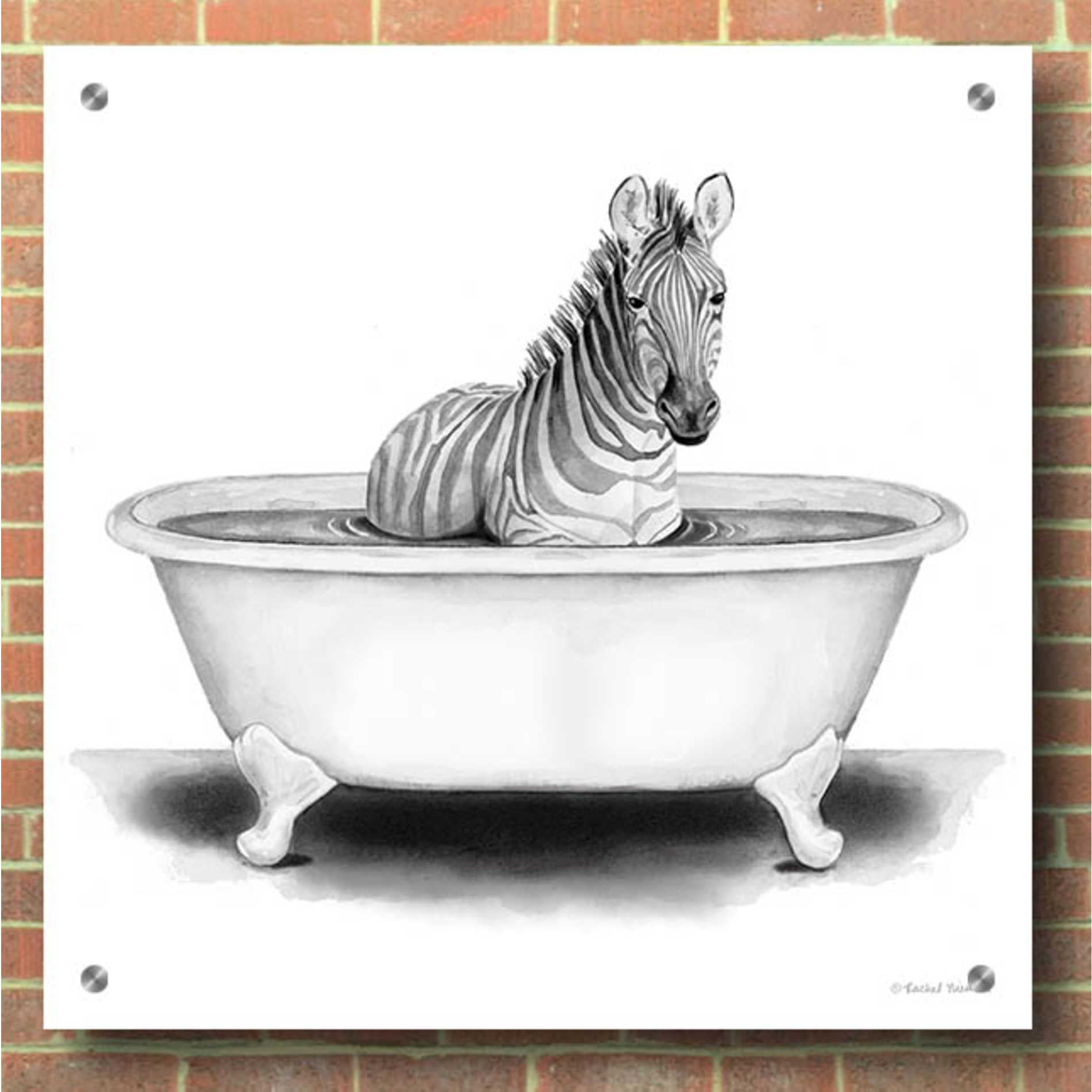 Epic Art 'Zebra in Tub' by Rachel Nieman, Acrylic Glass Wall Art,36x36