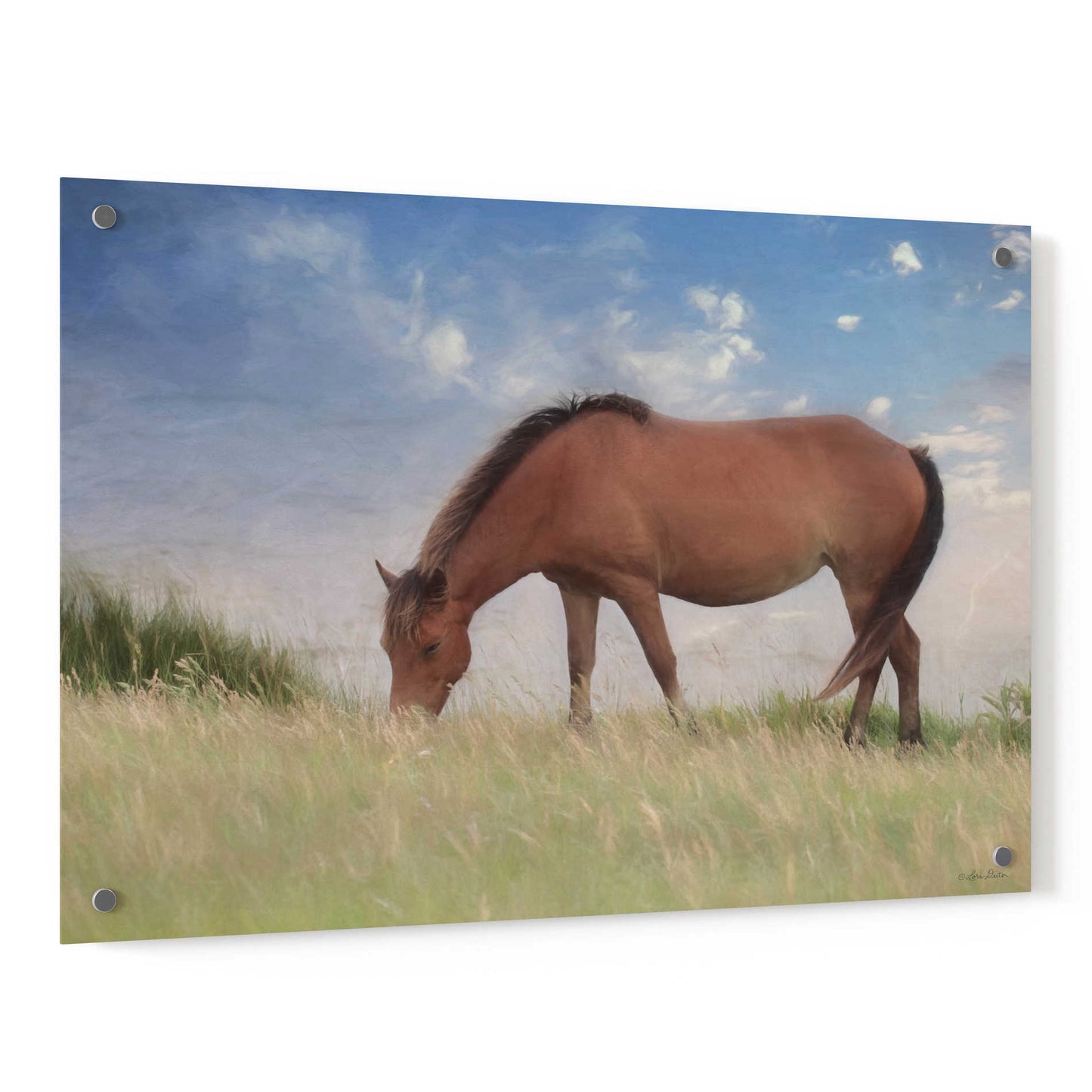 Epic Art 'Assataegue Horse' by Lori Deiter, Acrylic Glass Wall Art,36x24