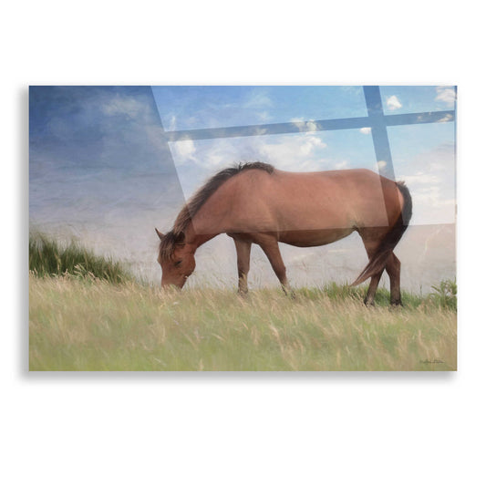 Epic Art 'Assataegue Horse' by Lori Deiter, Acrylic Glass Wall Art