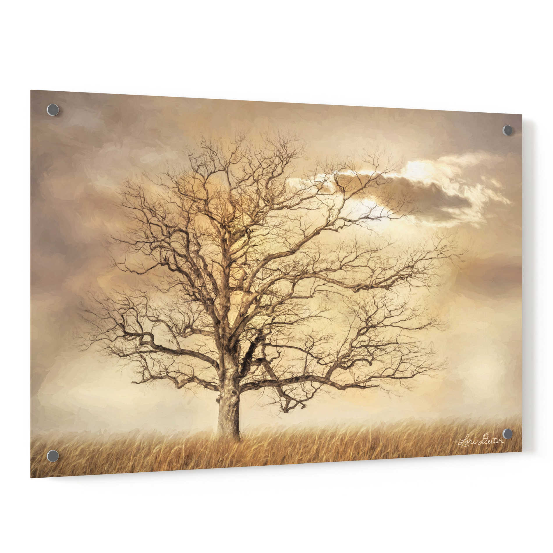 Epic Art 'Golden Tree' by Lori Deiter, Acrylic Glass Wall Art,36x24
