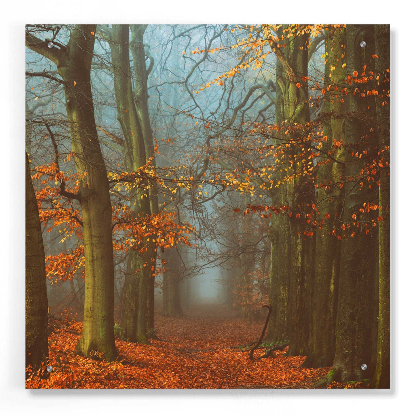 Epic Art 'Path of The Mystics' by Lars Van de Goor, Acrylic Glass Wall Art,24x24