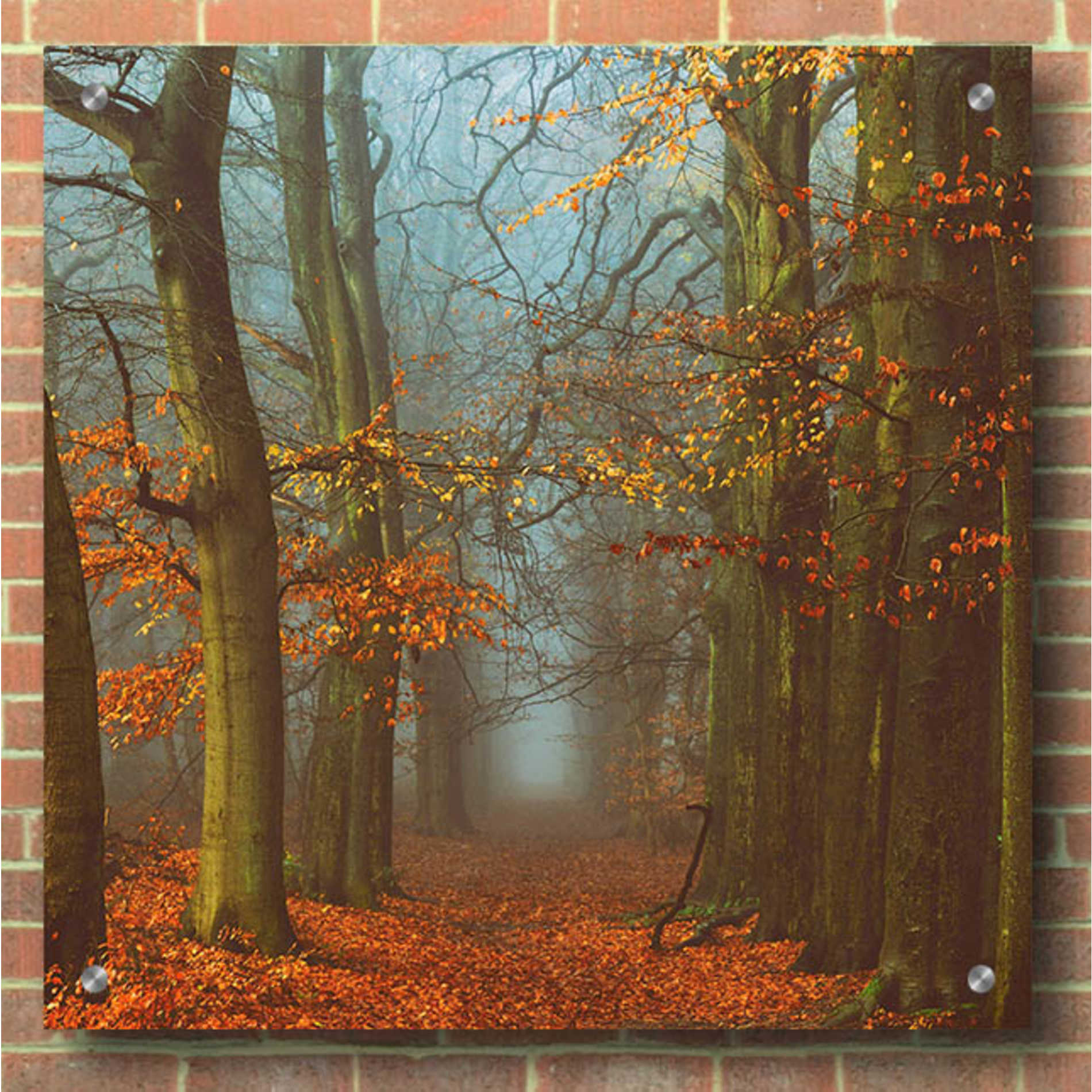 Epic Art 'Path of The Mystics' by Lars Van de Goor, Acrylic Glass Wall Art,36x36