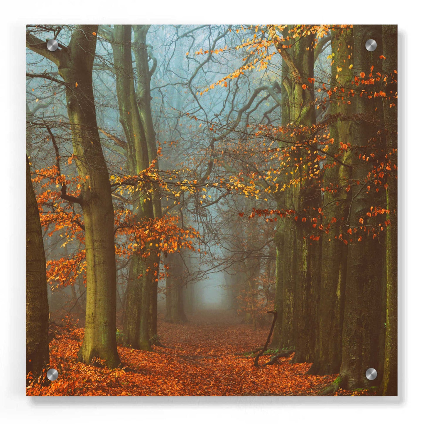 Epic Art 'Path of The Mystics' by Lars Van de Goor, Acrylic Glass Wall Art,36x36