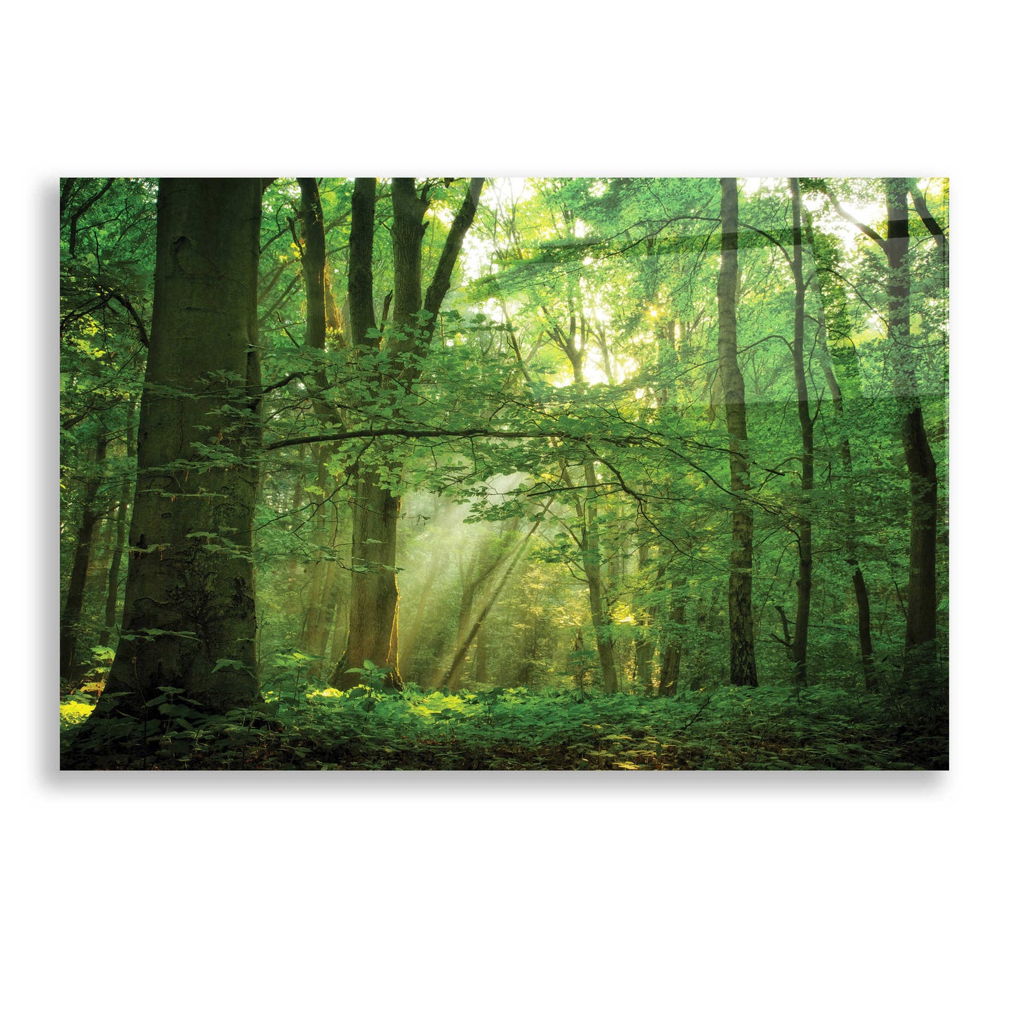 Epic Art 'Breathe' by Lars Van de Goor, Acrylic Glass Wall Art,24x16