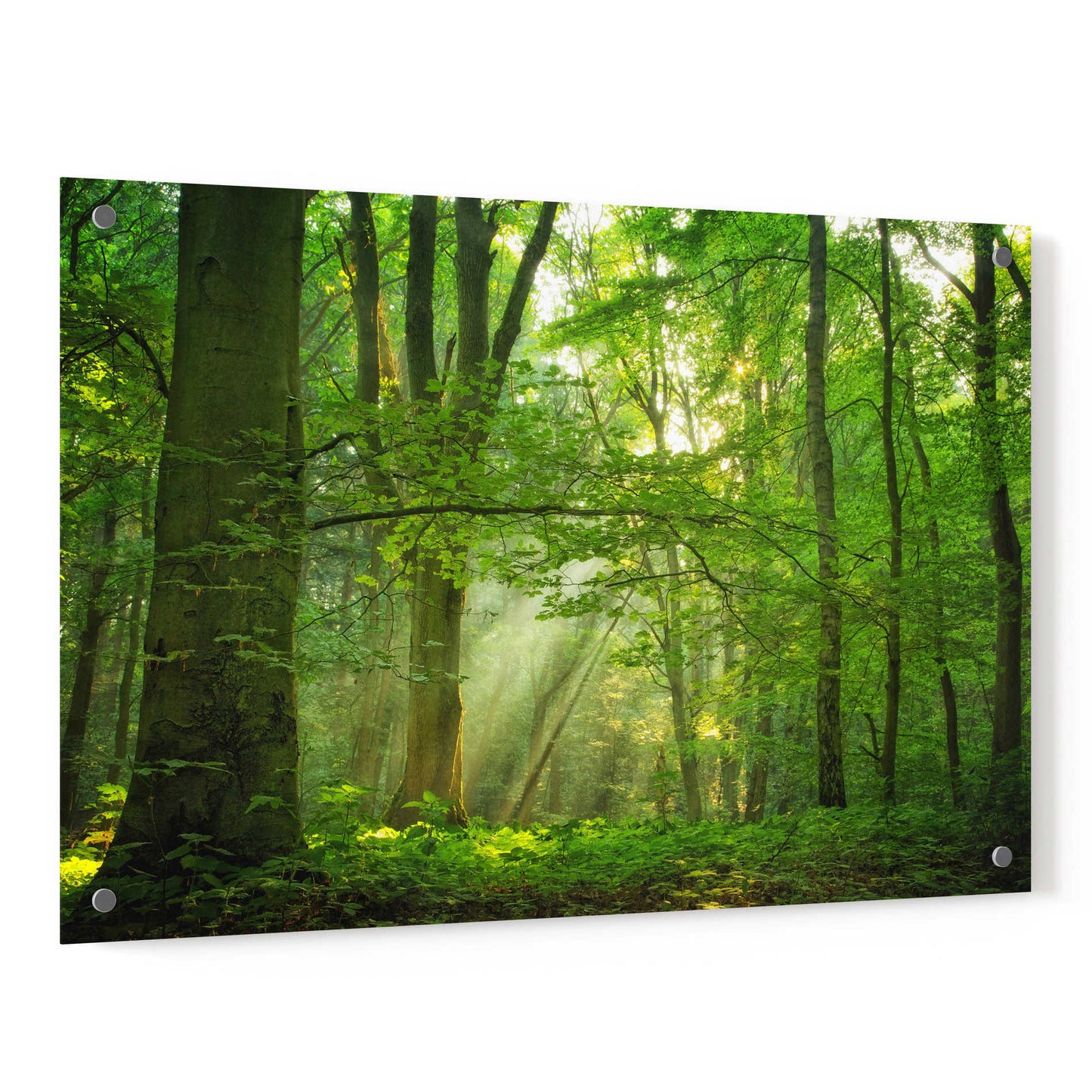 Epic Art 'Breathe' by Lars Van de Goor, Acrylic Glass Wall Art,36x24