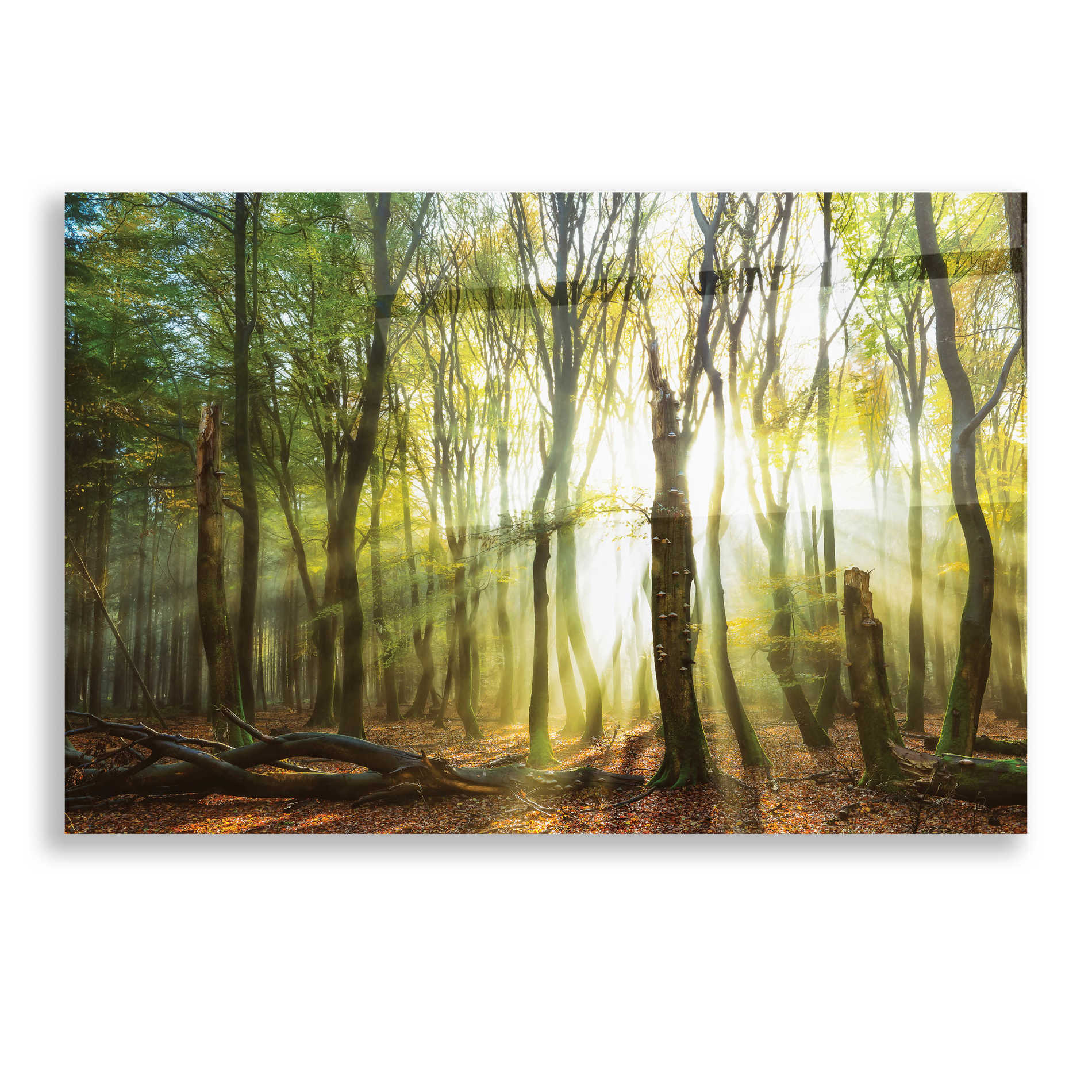 Epic Art 'Still Standing' by Lars Van de Goor, Acrylic Glass Wall Art,16x12