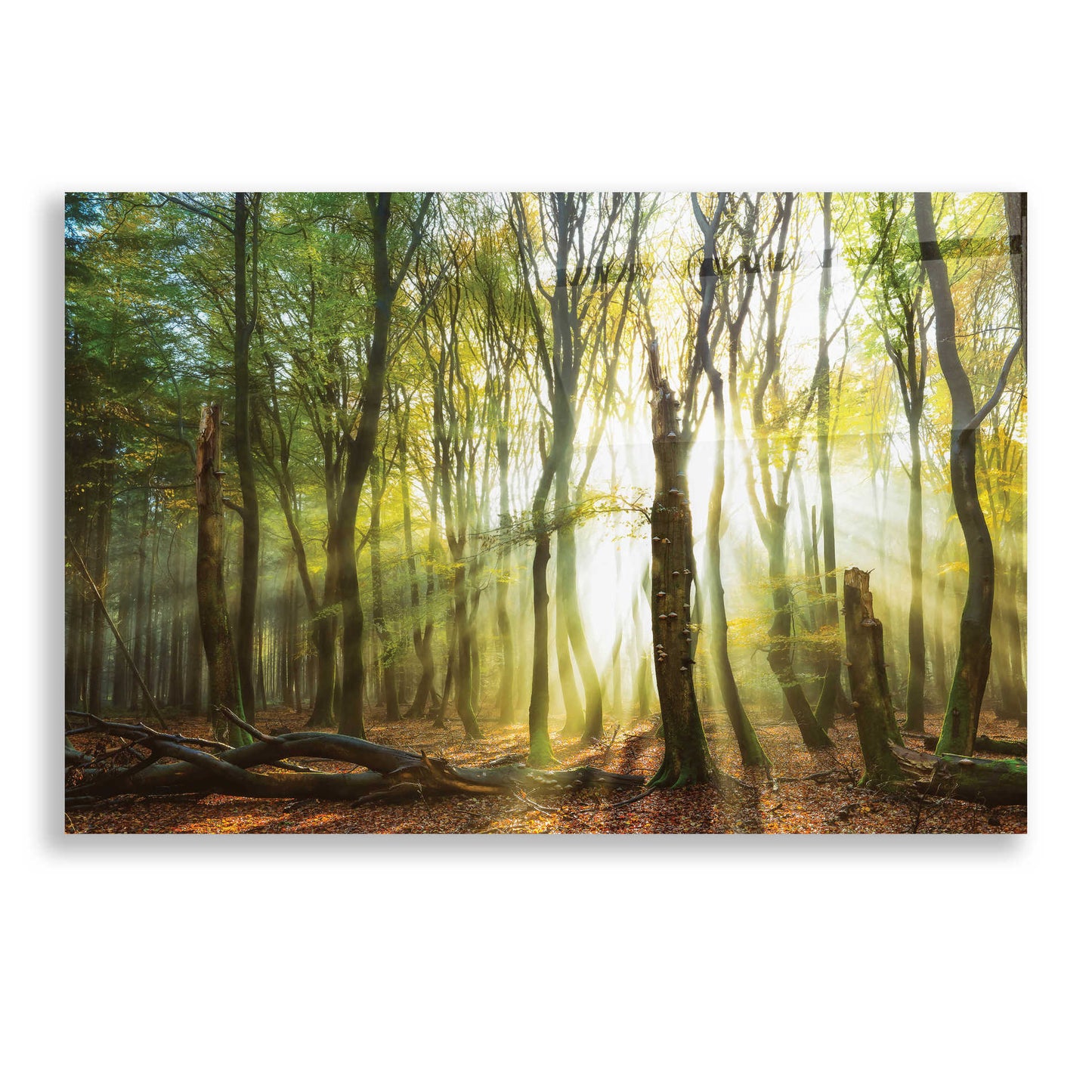 Epic Art 'Still Standing' by Lars Van de Goor, Acrylic Glass Wall Art,24x16