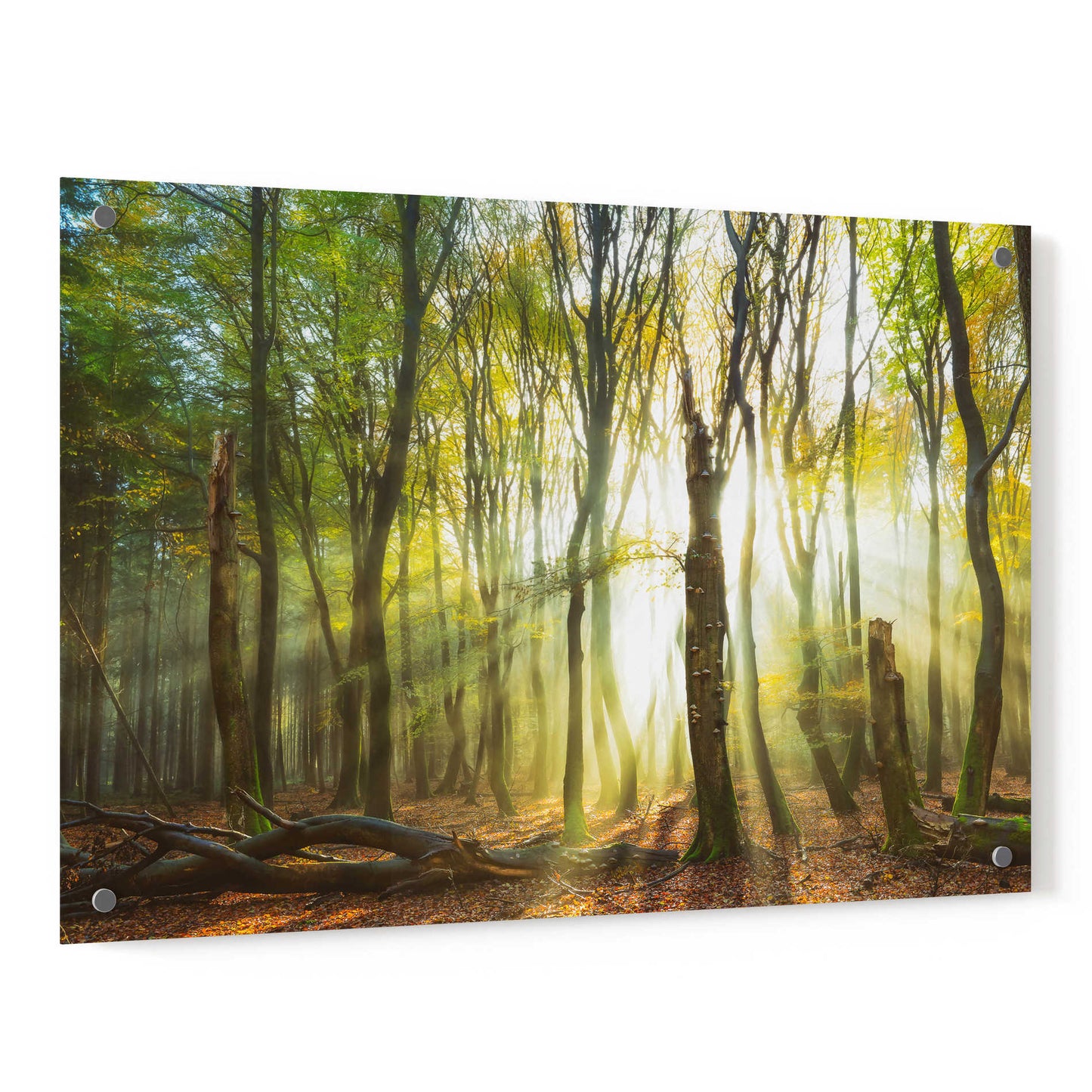 Epic Art 'Still Standing' by Lars Van de Goor, Acrylic Glass Wall Art,36x24