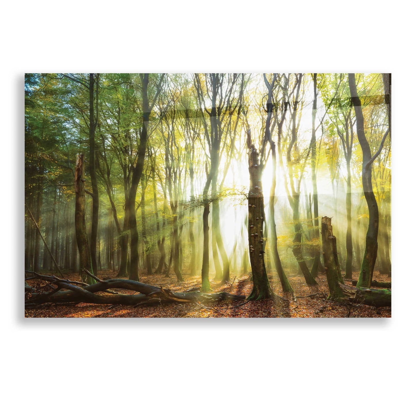 Epic Art 'Still Standing' by Lars Van de Goor, Acrylic Glass Wall Art